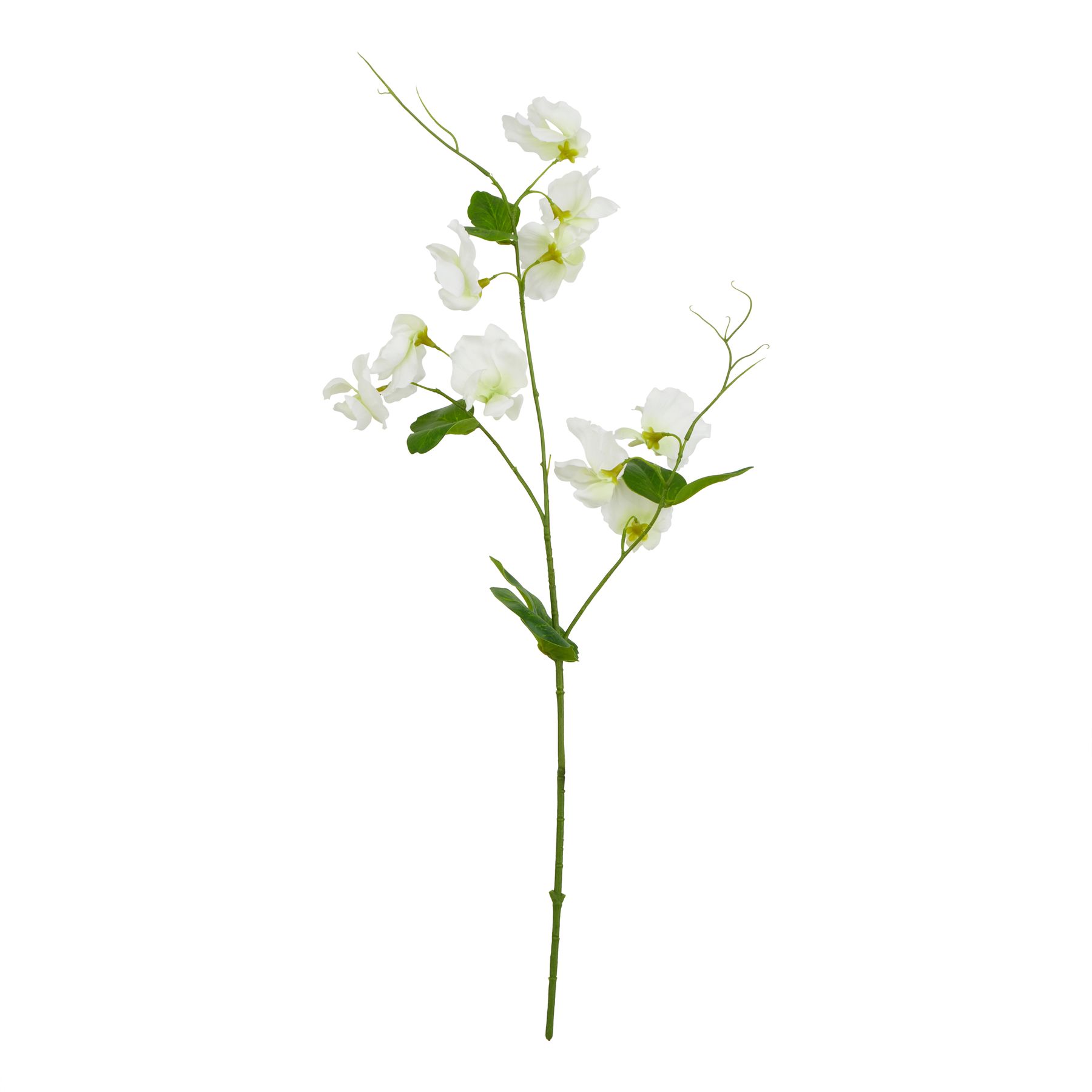 Natural Outdoor Collection White Sweetpea Stem - Corinthia Corner