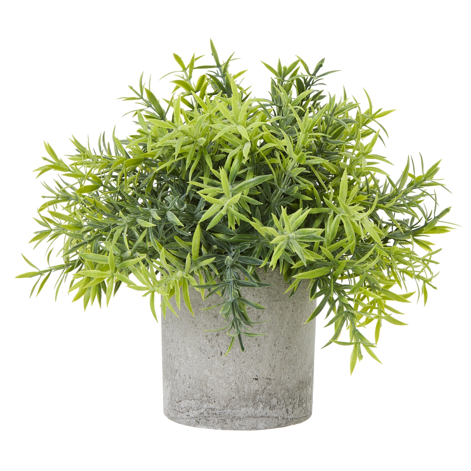 Bamboo Plant In Grey Pot - Small - Corinthia Corner