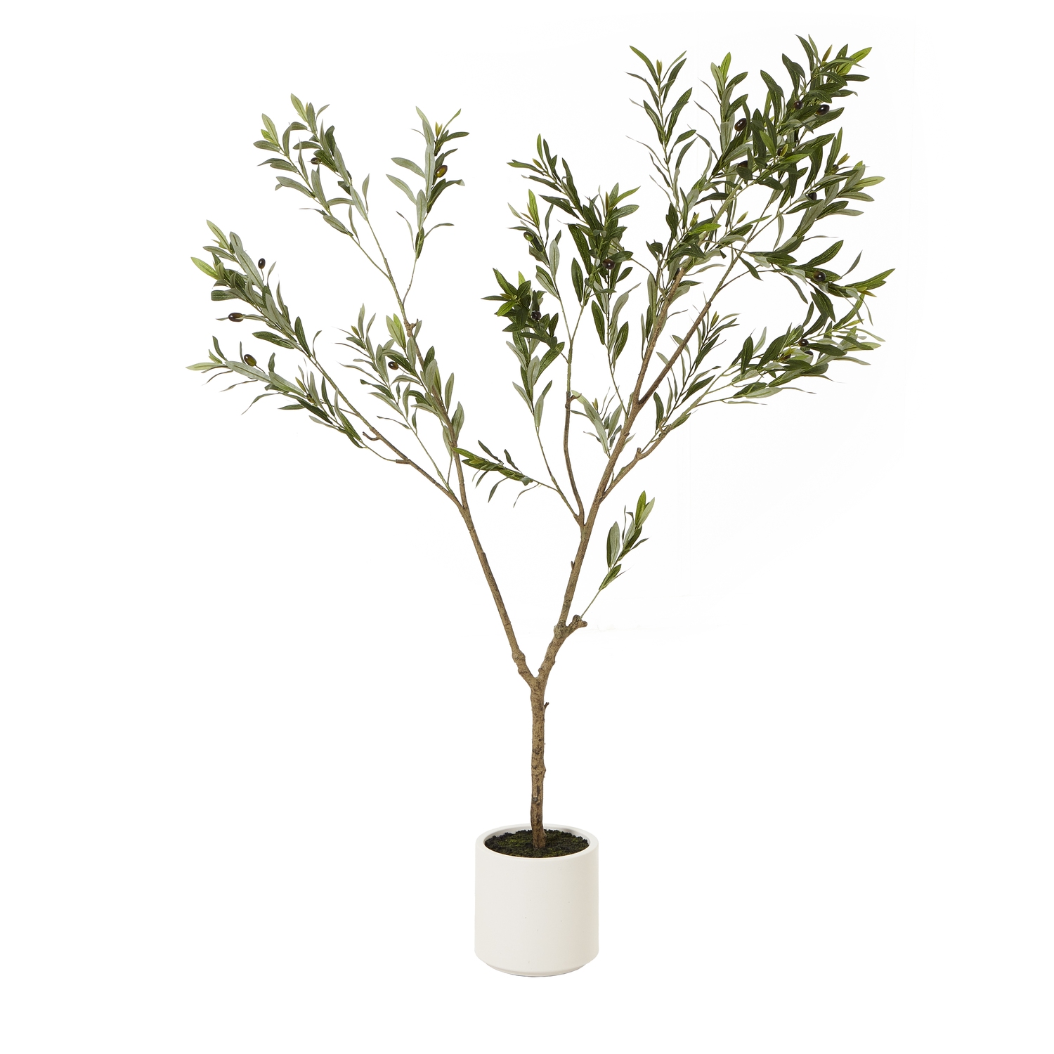 Apul Olive Tree In White Pot - 180cm - Corinthia Corner