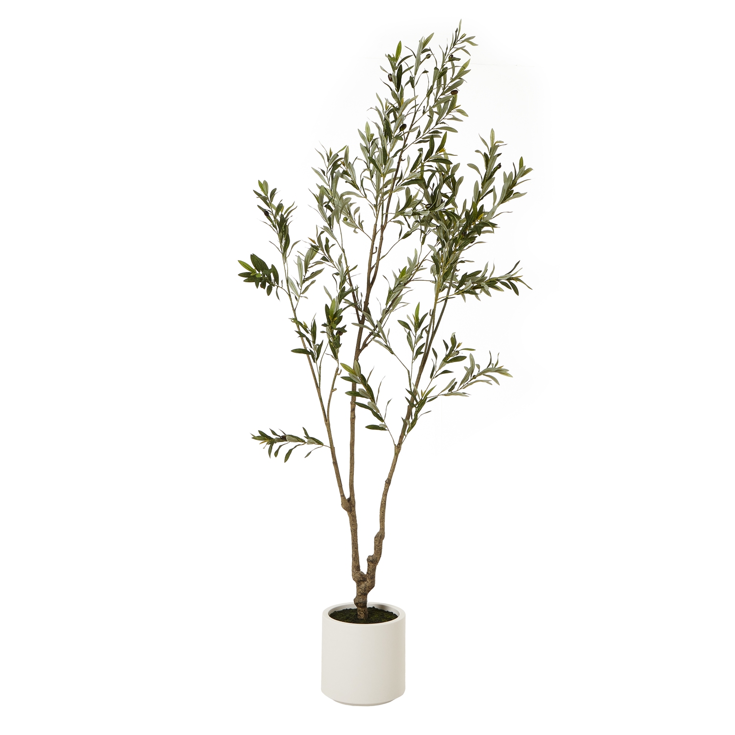 Apul Olive Tree In White Pot - 210cm - Corinthia Corner