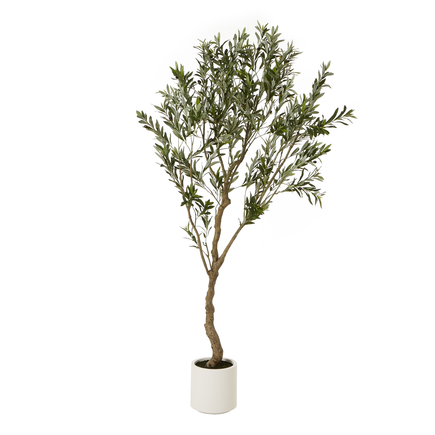 Apul Olive Tree In White Pot - 200cm - Corinthia Corner
