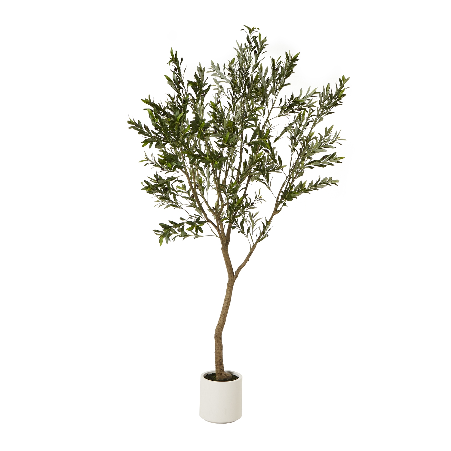 Apul Olive Tree In White Pot - 240cm - Corinthia Corner
