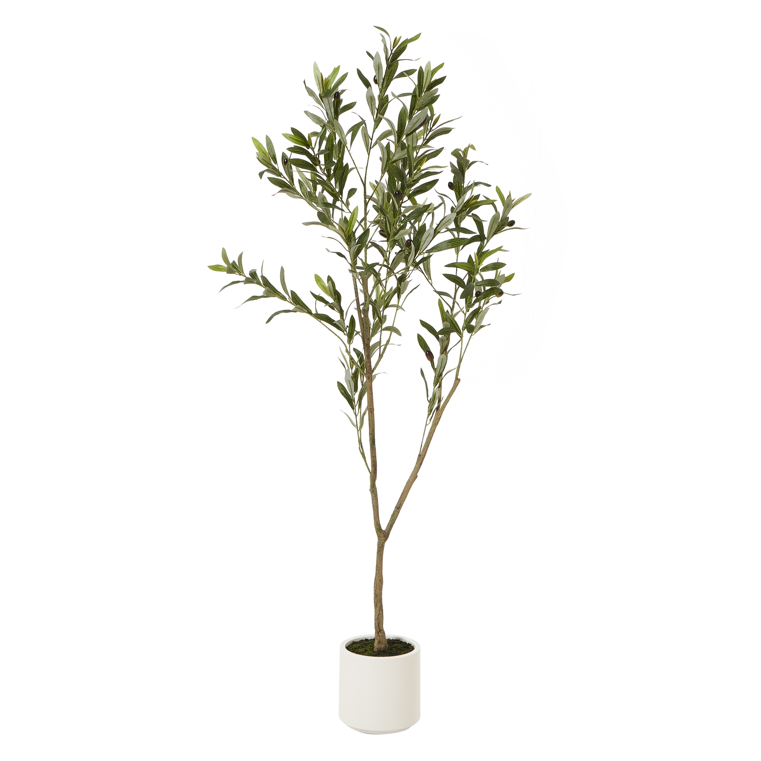 Apul Olive Tree In White Pot - 150cm - Corinthia Corner
