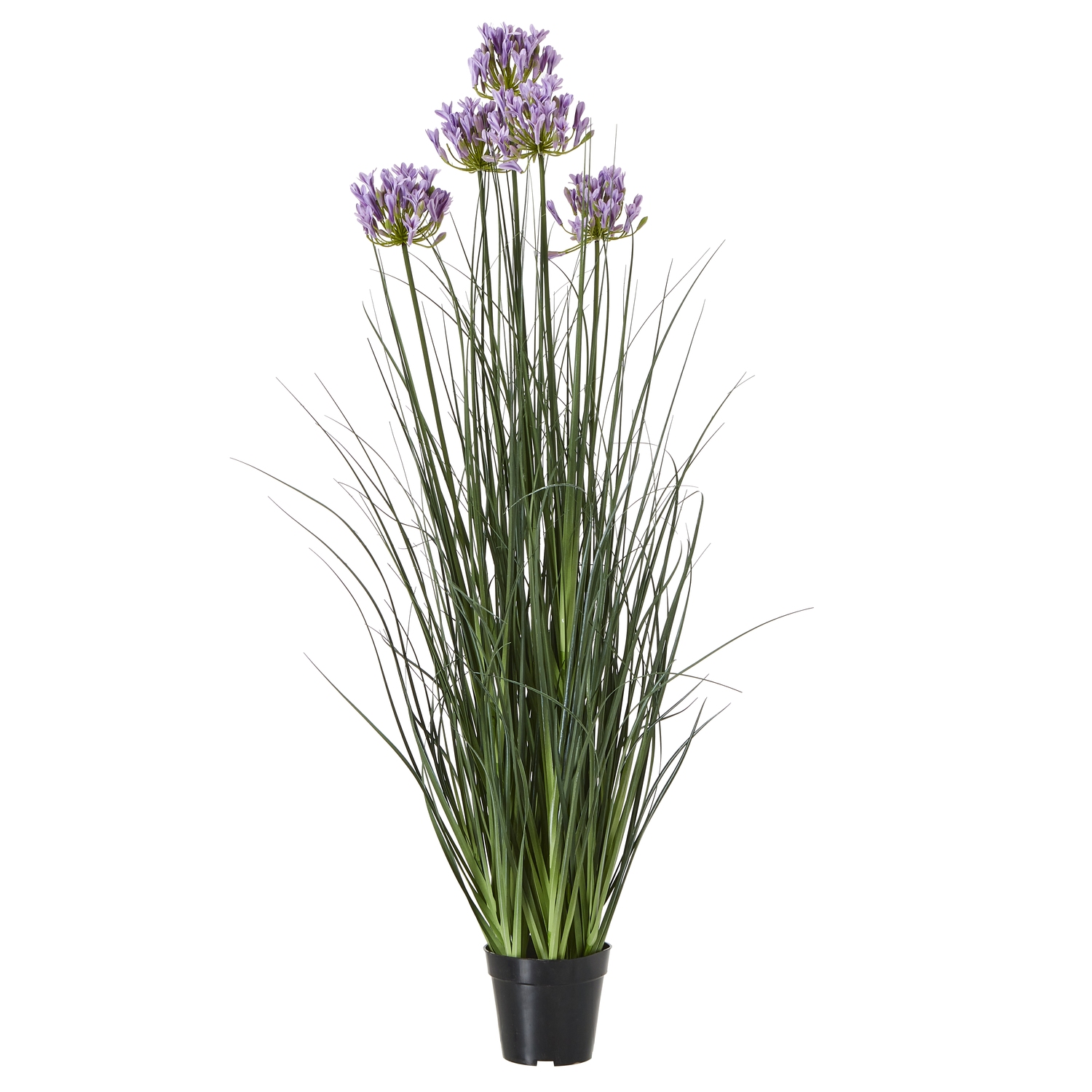 Purple Agapanthus Plant In Pot - Large - Corinthia Corner