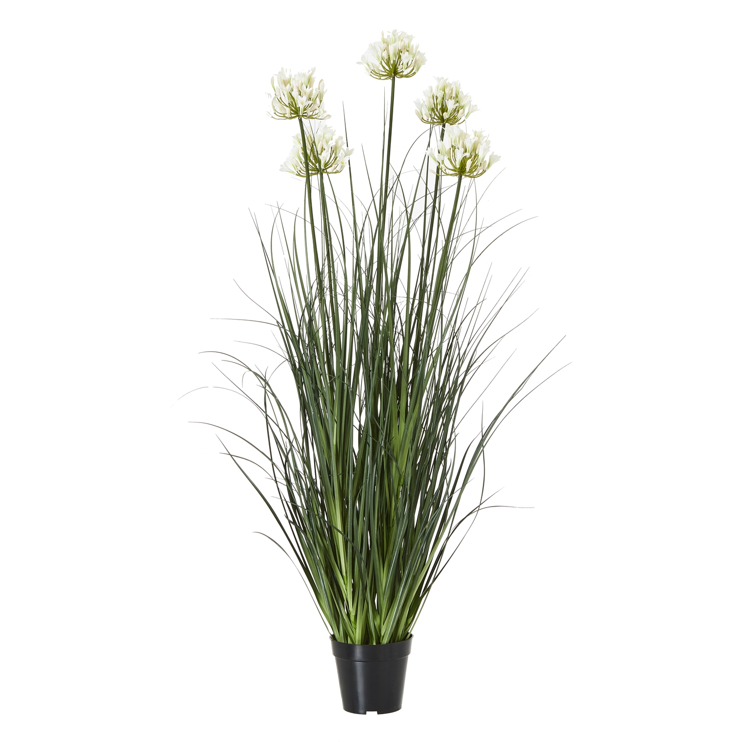 White Agapanthus Plant In Pot - Large - Corinthia Corner