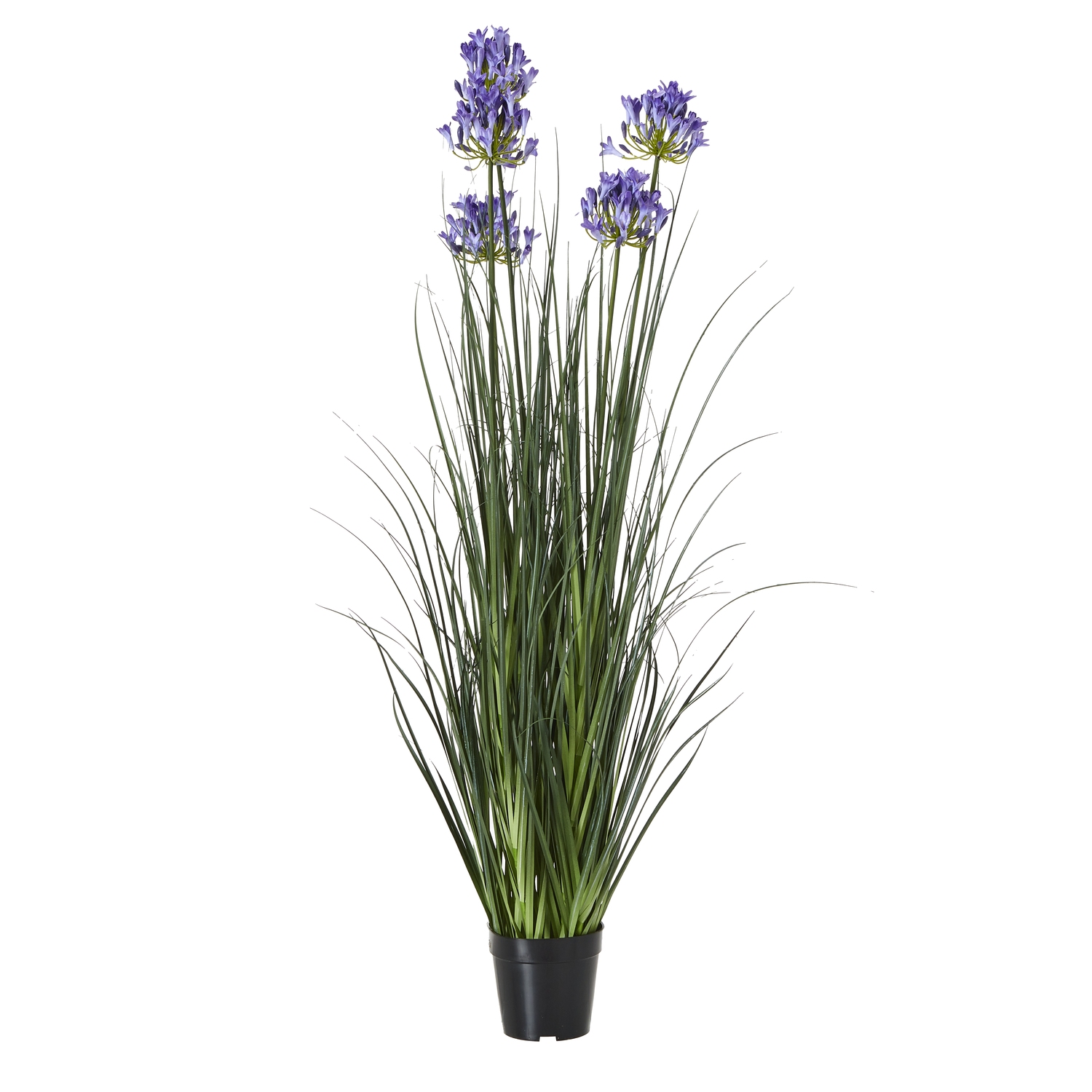 Blue Agapanthus Plant In Pot - Large - Corinthia Corner