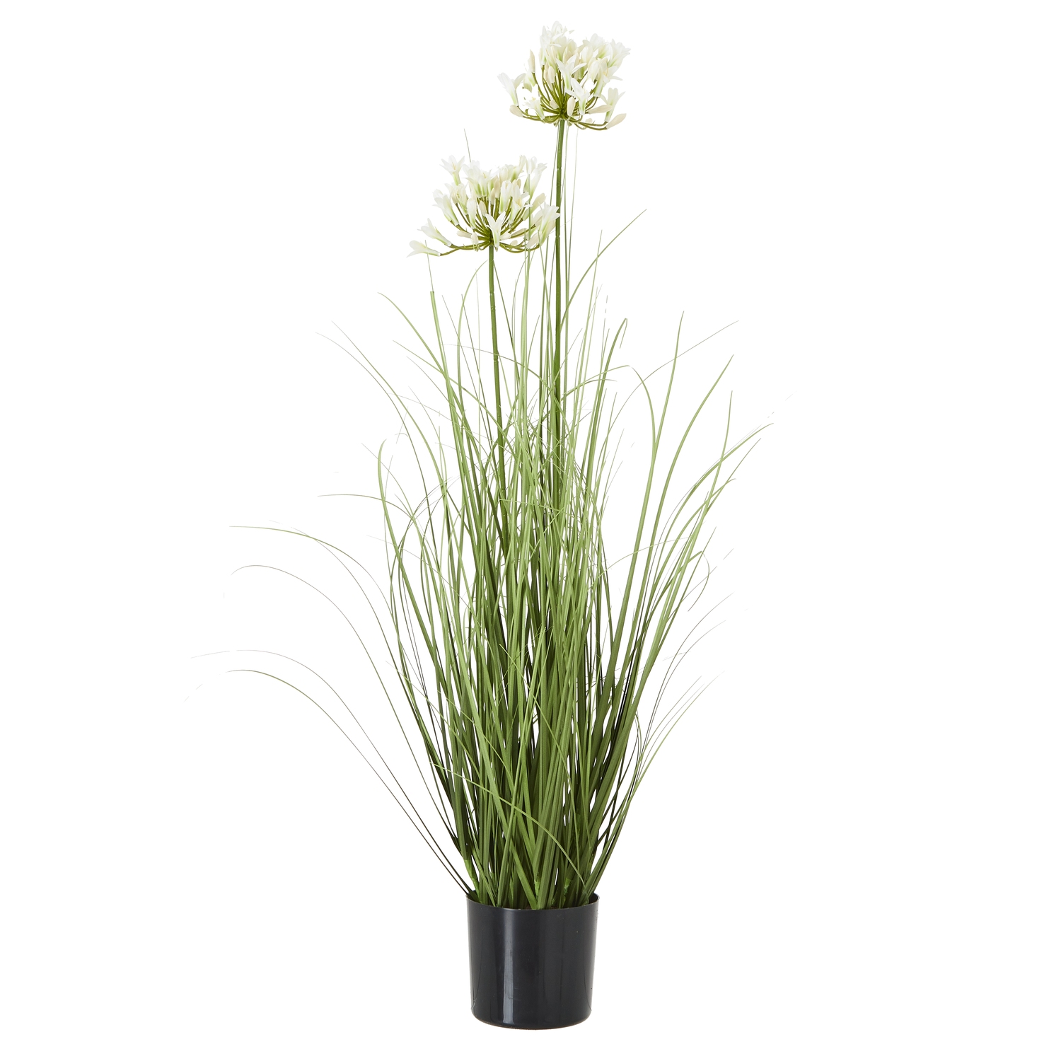 White Agapanthus Plant In Pot - Corinthia Corner
