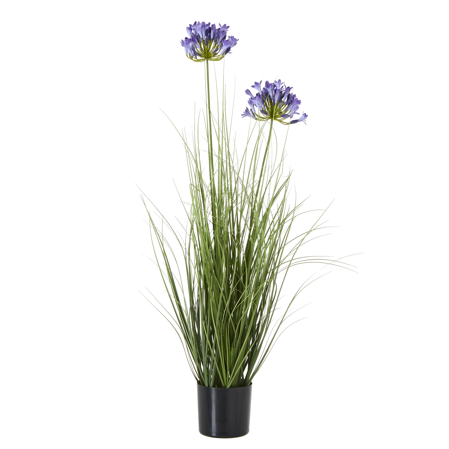 Blanor Blue Agapanthus Plant In Pot - Corinthia Corner