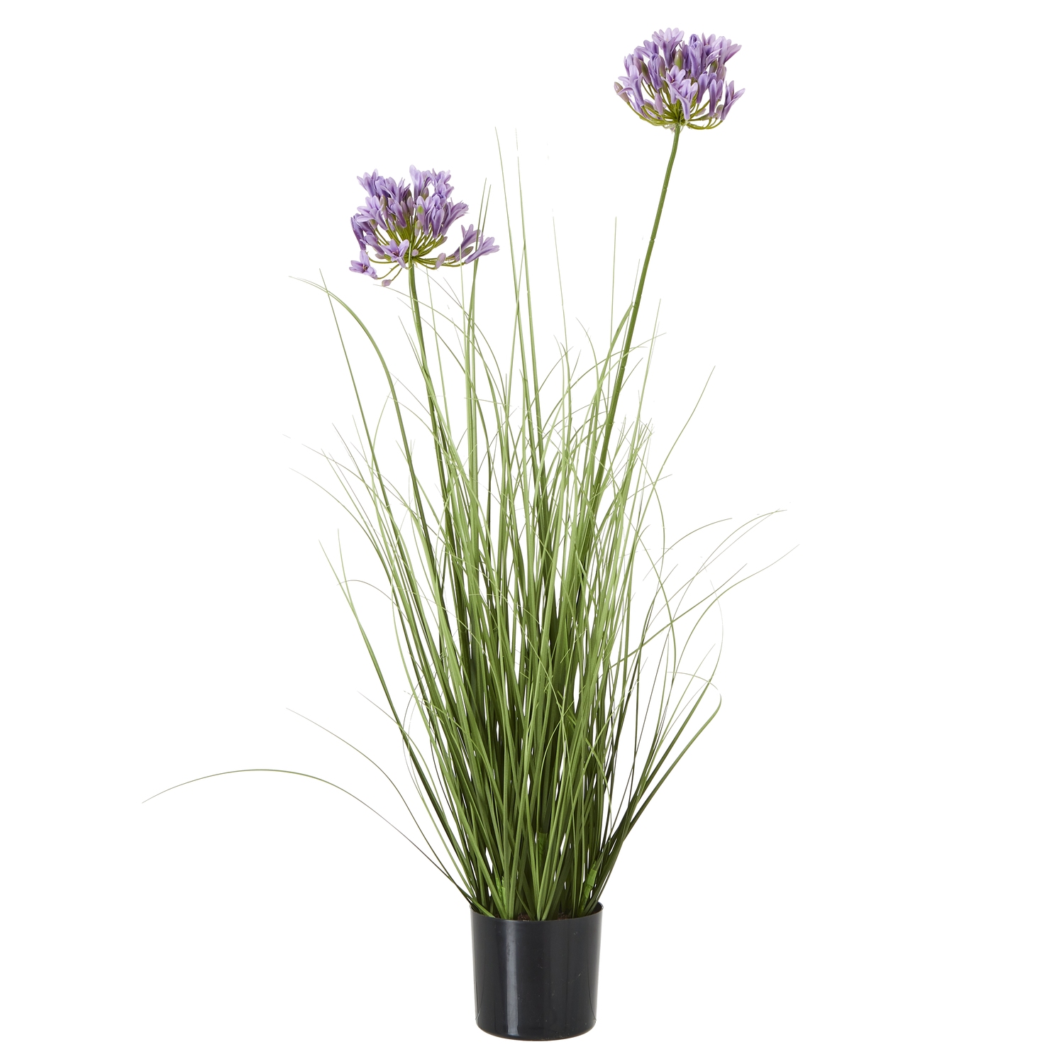 Purpo Agapanthus Plant In Pot - Corinthia Corner