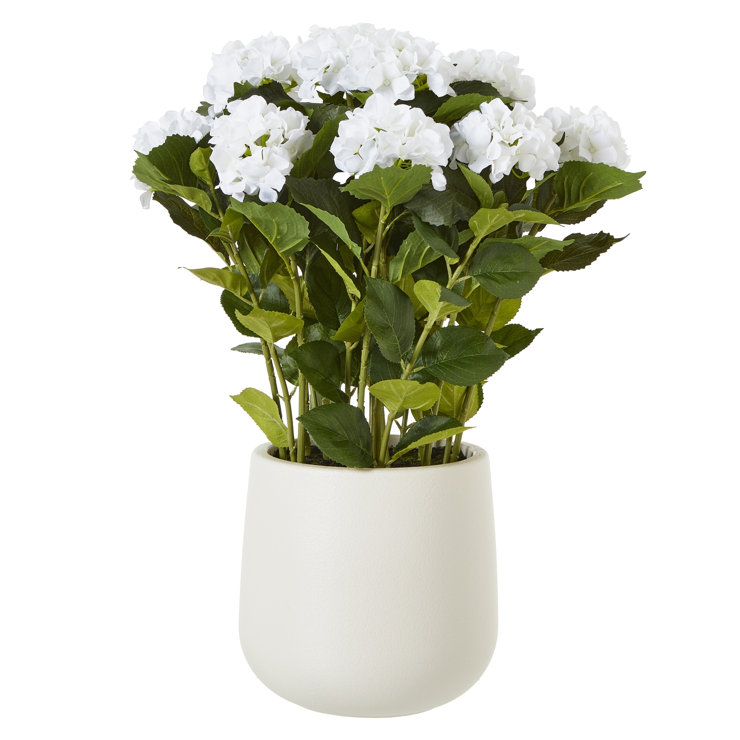 White Hydrangea Plant In Pot - Large - Corinthia Corner