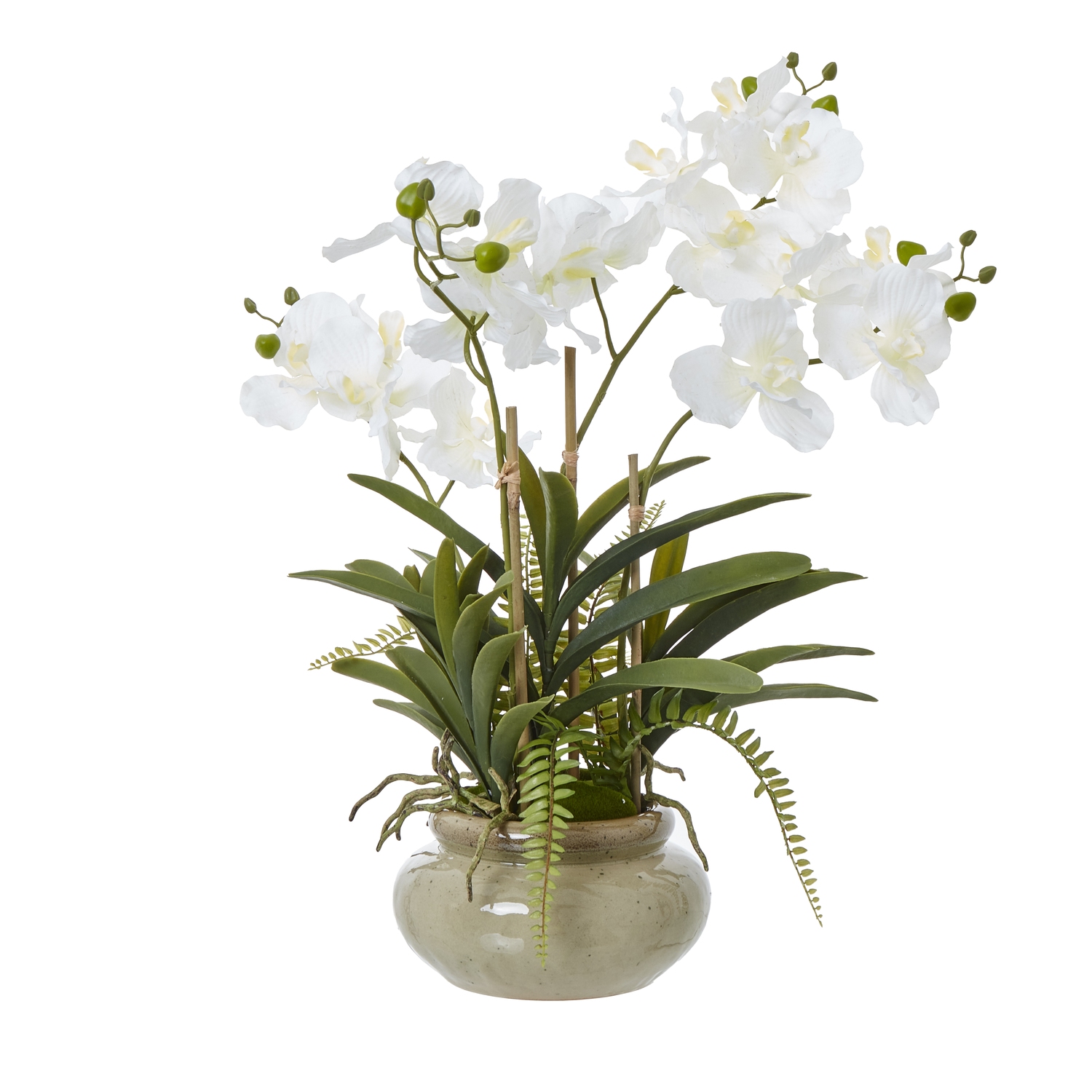 White Vanda Orchid Plant In Ceramic Pot - Corinthia Corner
