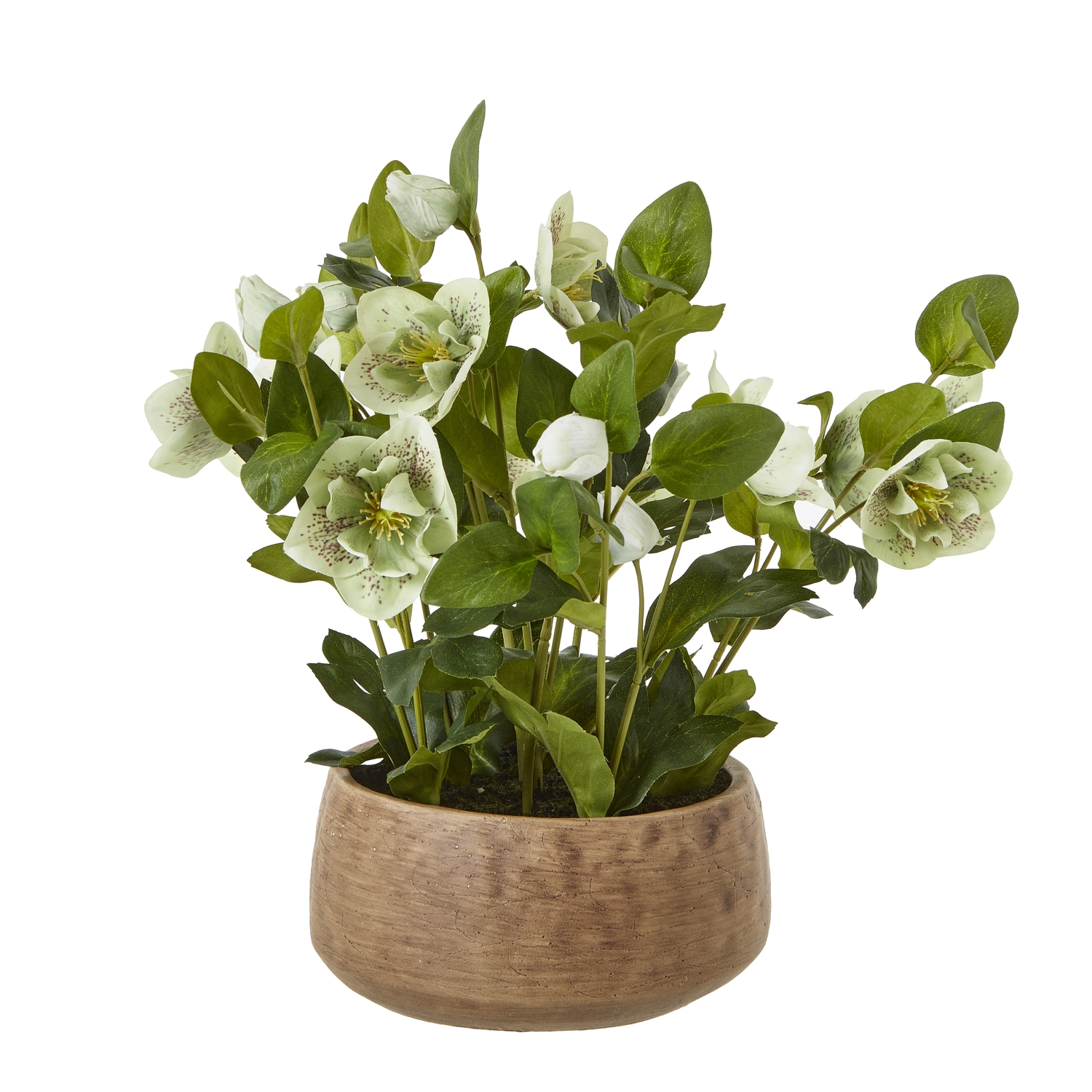 Blanor Green Hellebore Plant In Taupe Pot - Corinthia Corner