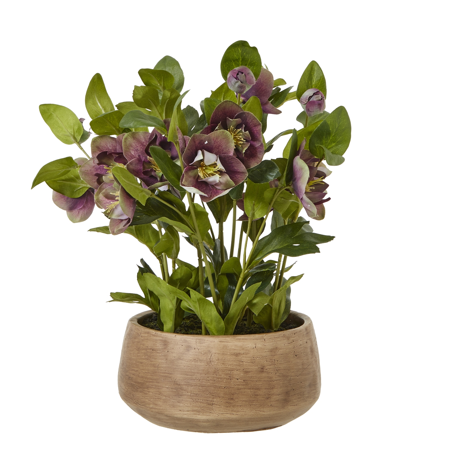 Deep Plum Hellebore Plant In Taupe Pot - Corinthia Corner