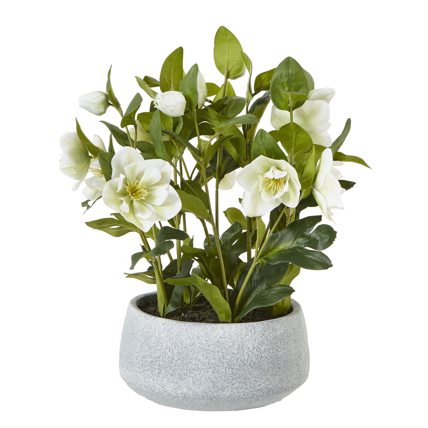 White Hellebore Plant In Grey Pot - Corinthia Corner