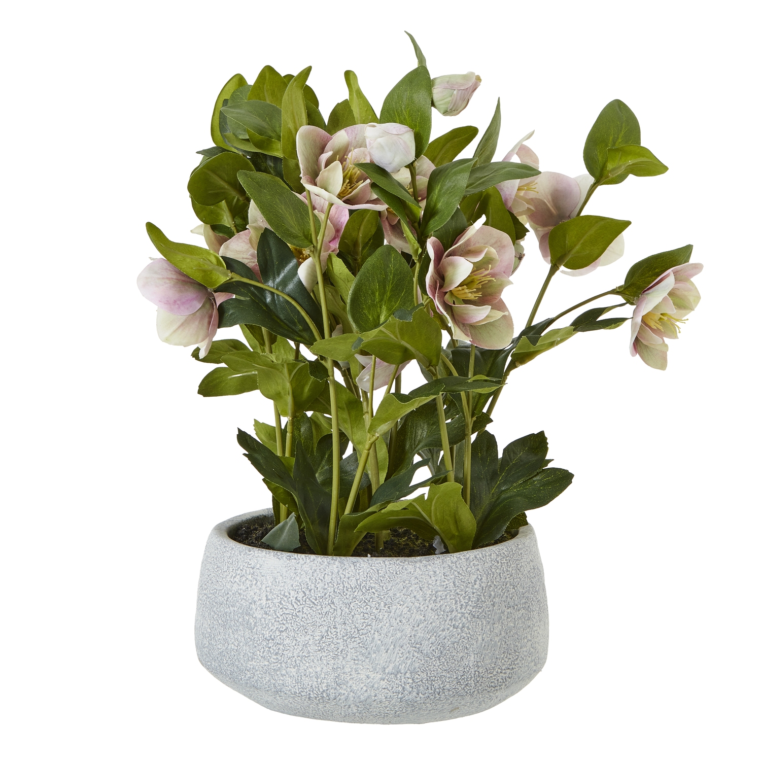 Variegated Pink Hellebore Plant - Corinthia Corner