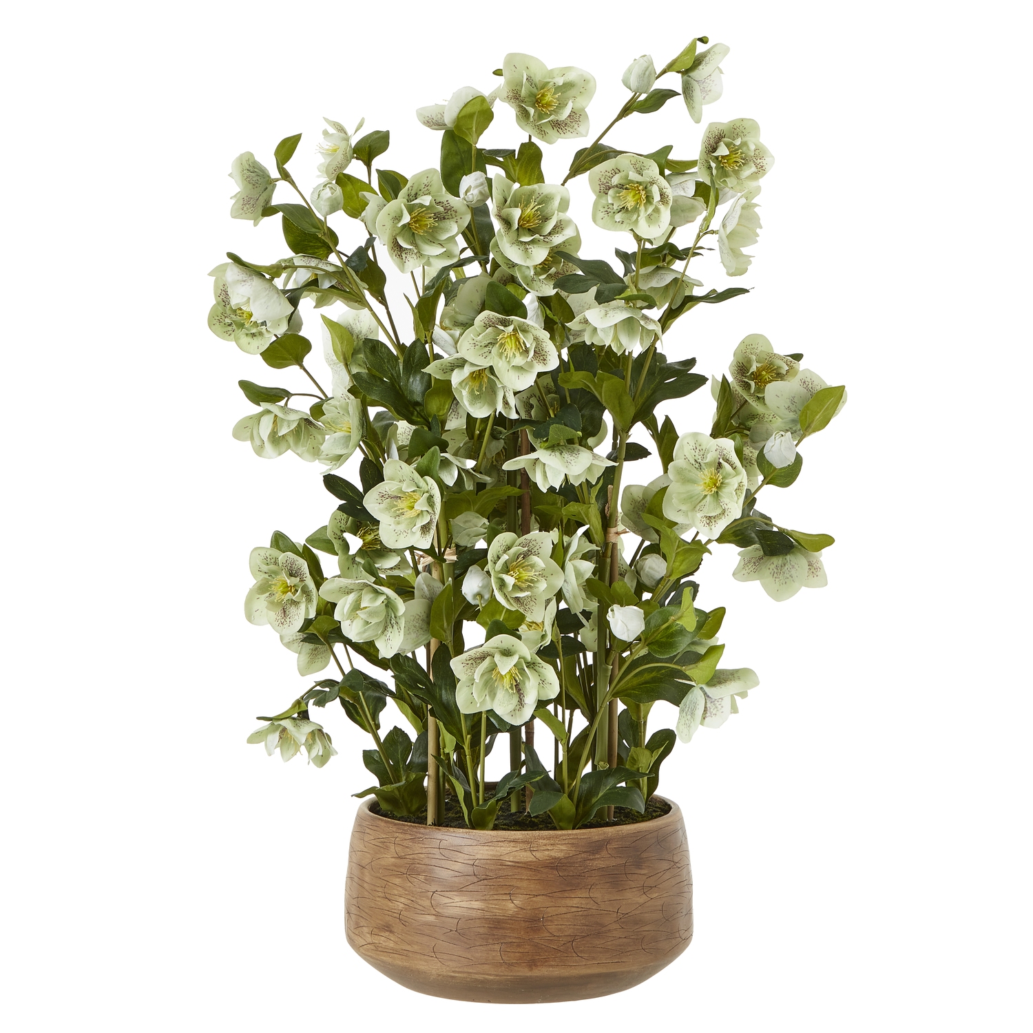 Green Hellebore Plant In Taupe Pot - Large - Corinthia Corner