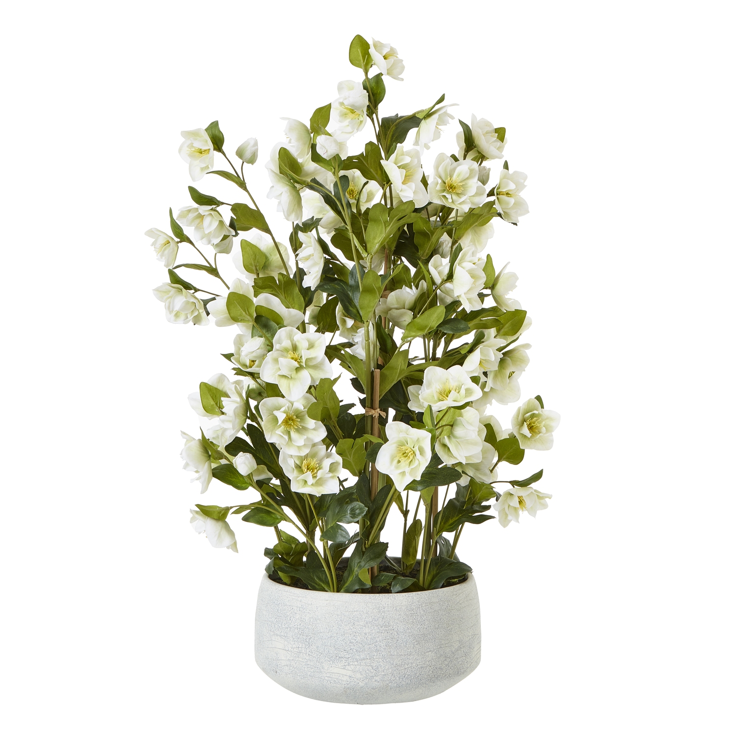 White Hellebore In Grey Pot - Large - Corinthia Corner