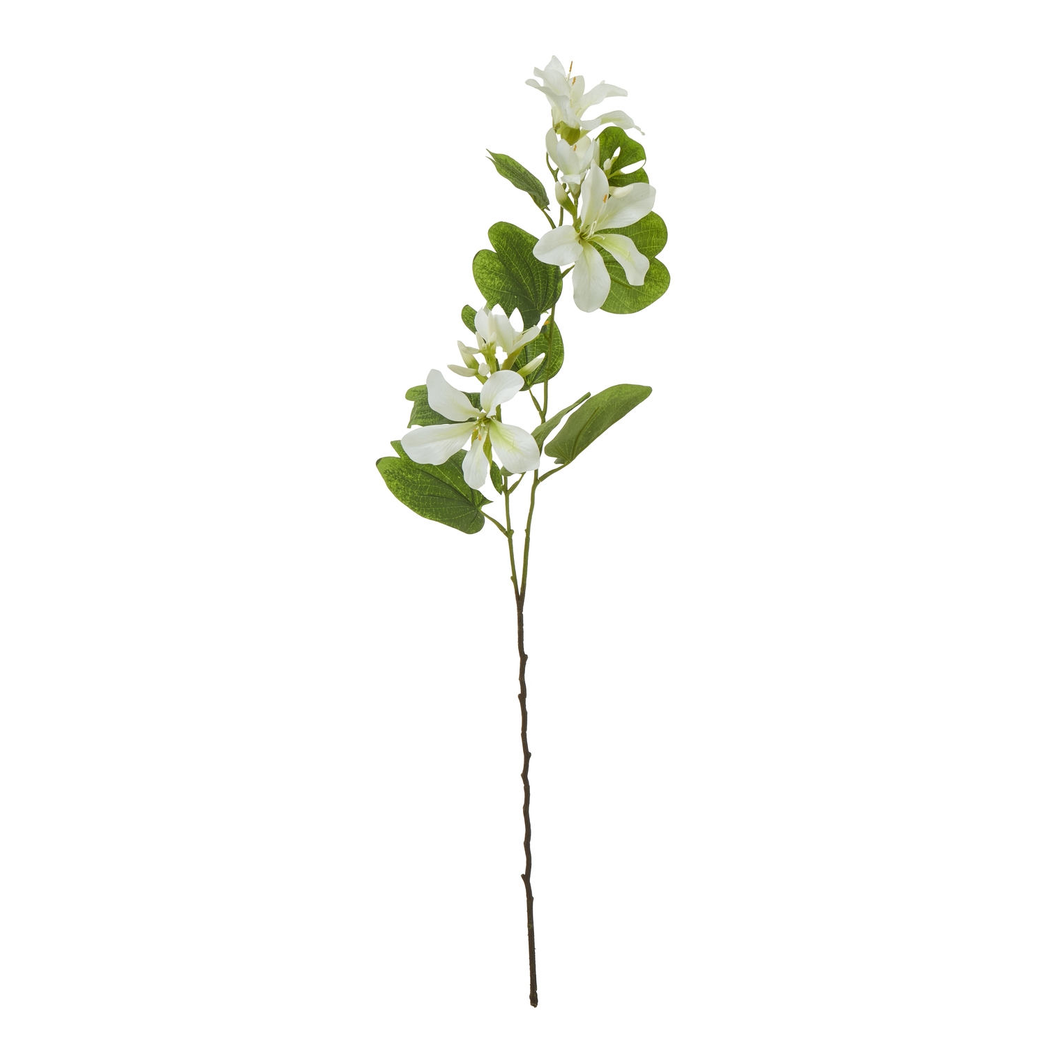 Cremo Bauhinia Orchid Spray - Corinthia Corner