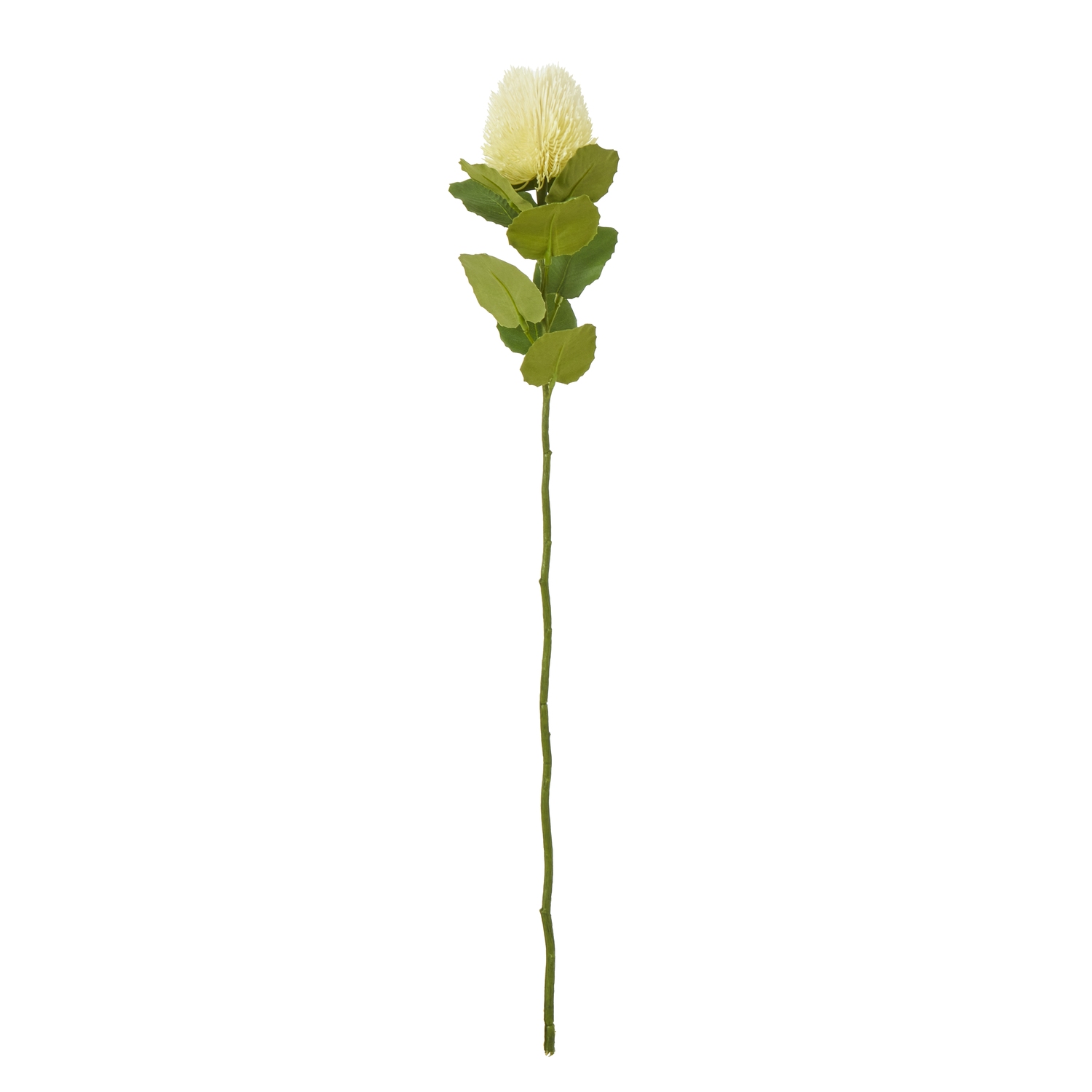 Cremo Banksia Stem - Corinthia Corner