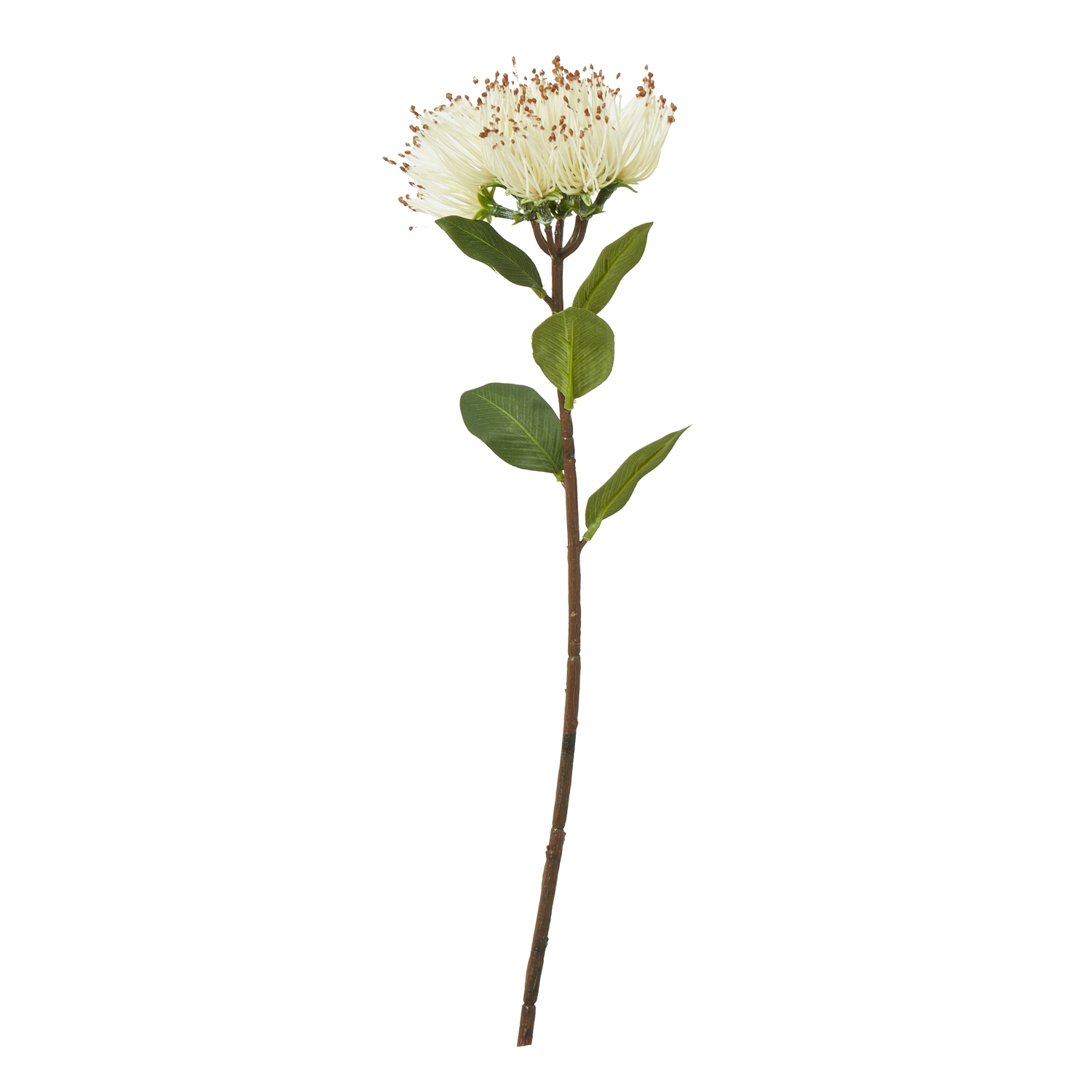 Cremo Protea Nitida Stem - Corinthia Corner
