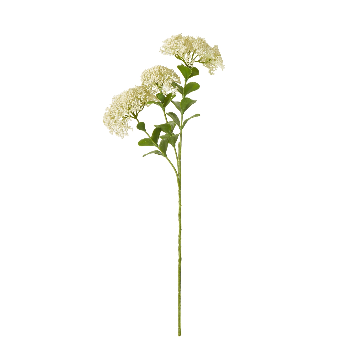 Cremo Sedum Spray - Corinthia Corner