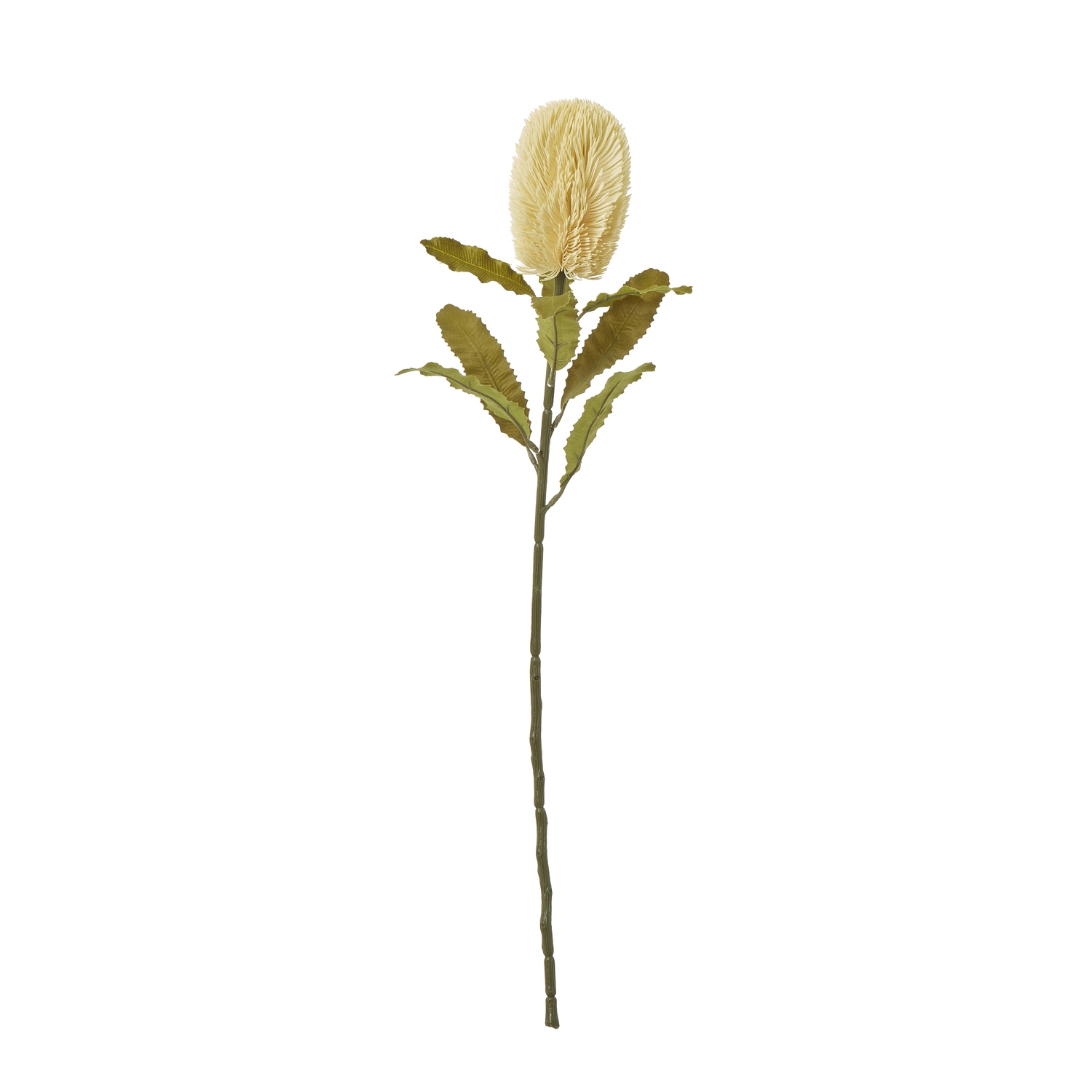 Cream Banksia Serrata Stem - Large - Corinthia Corner