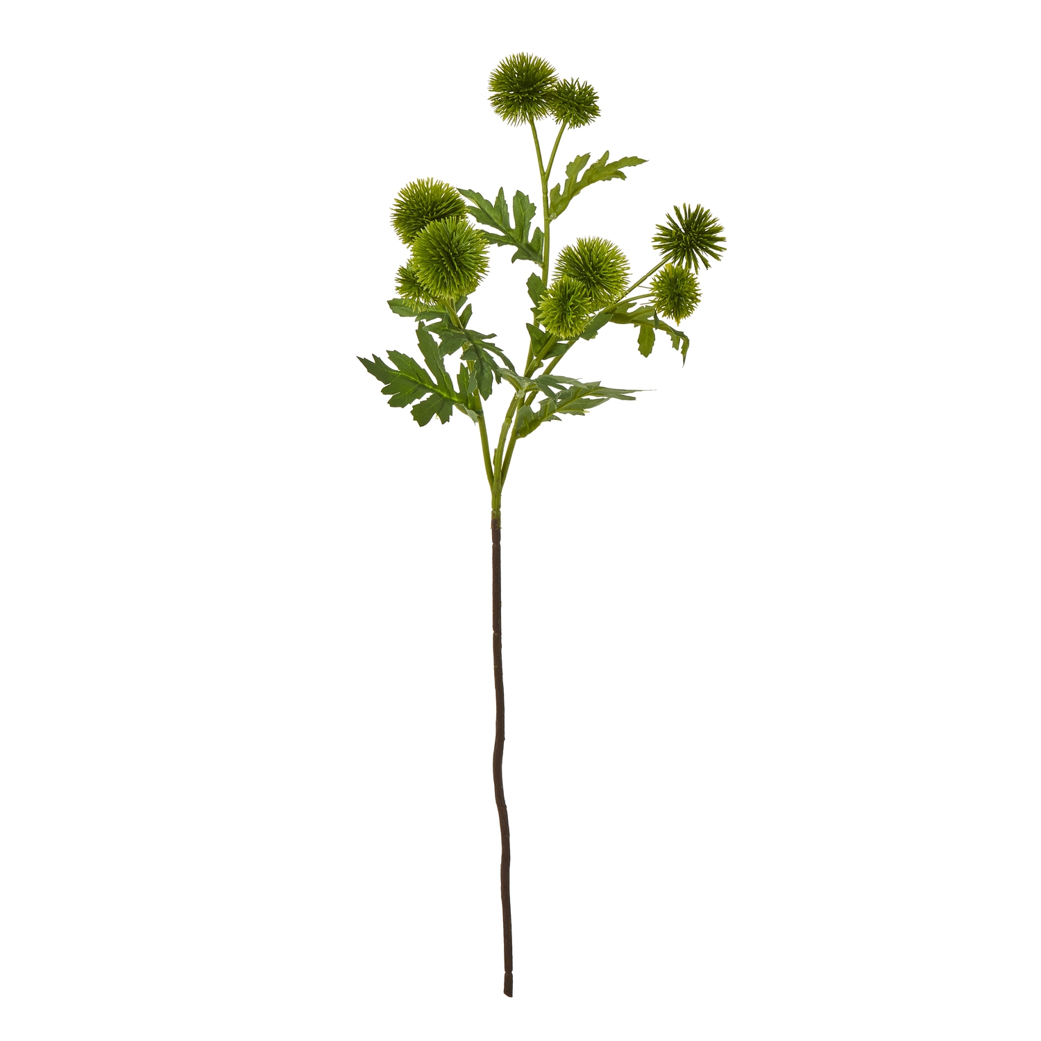 Blanor Green Globe Thistle Spray - Corinthia Corner