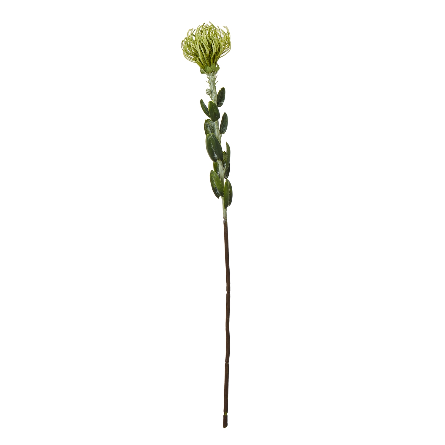Blanor Green Pincushion Protea Spray - Corinthia Corner