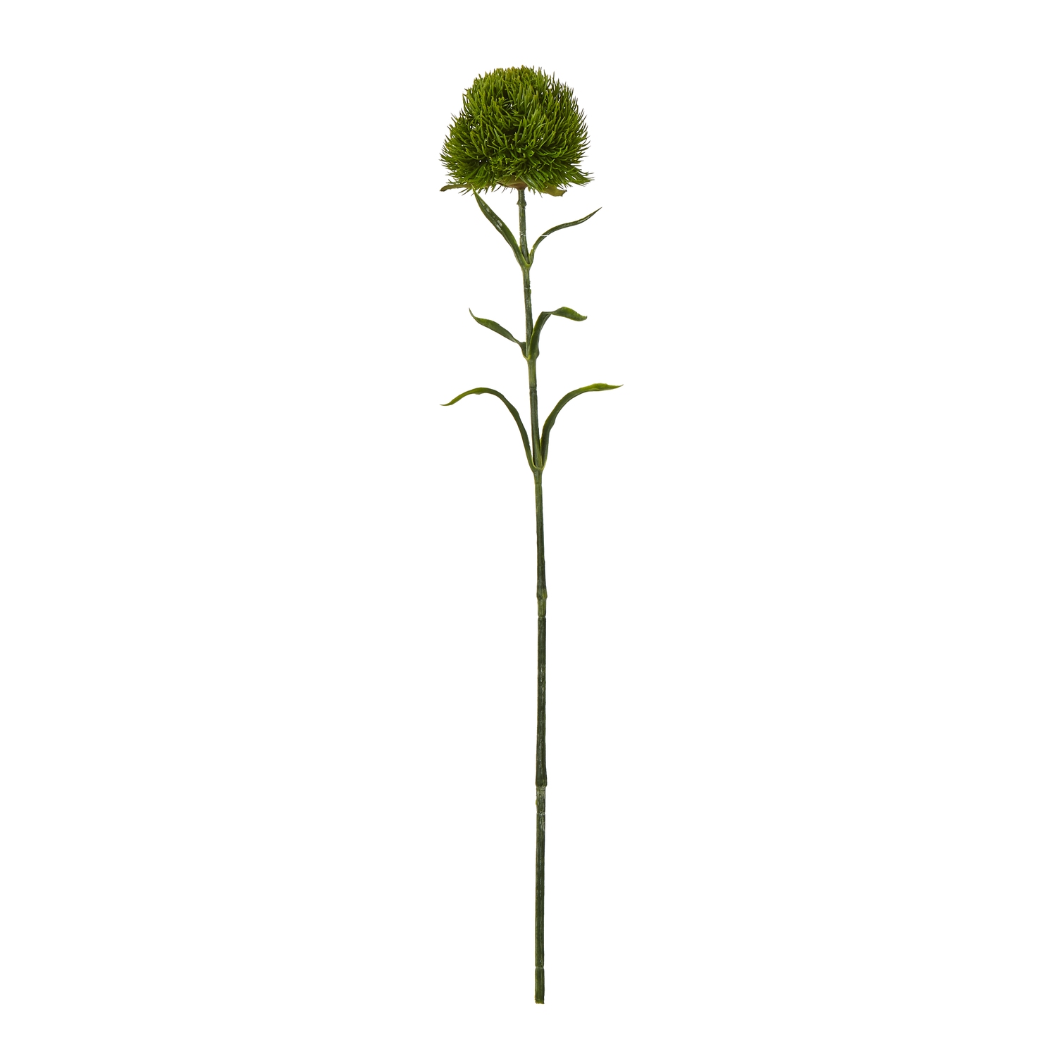 Dark Green Dianthus Stem - Corinthia Corner