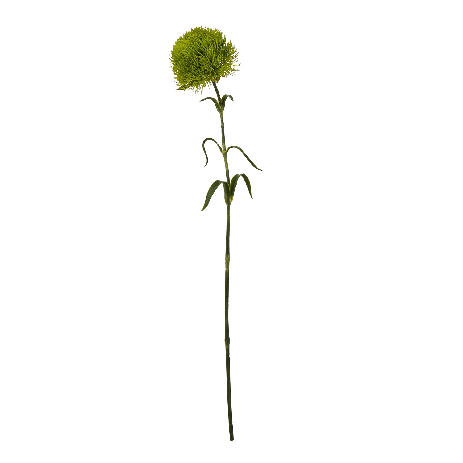 Light Green Dianthus Stem - Corinthia Corner