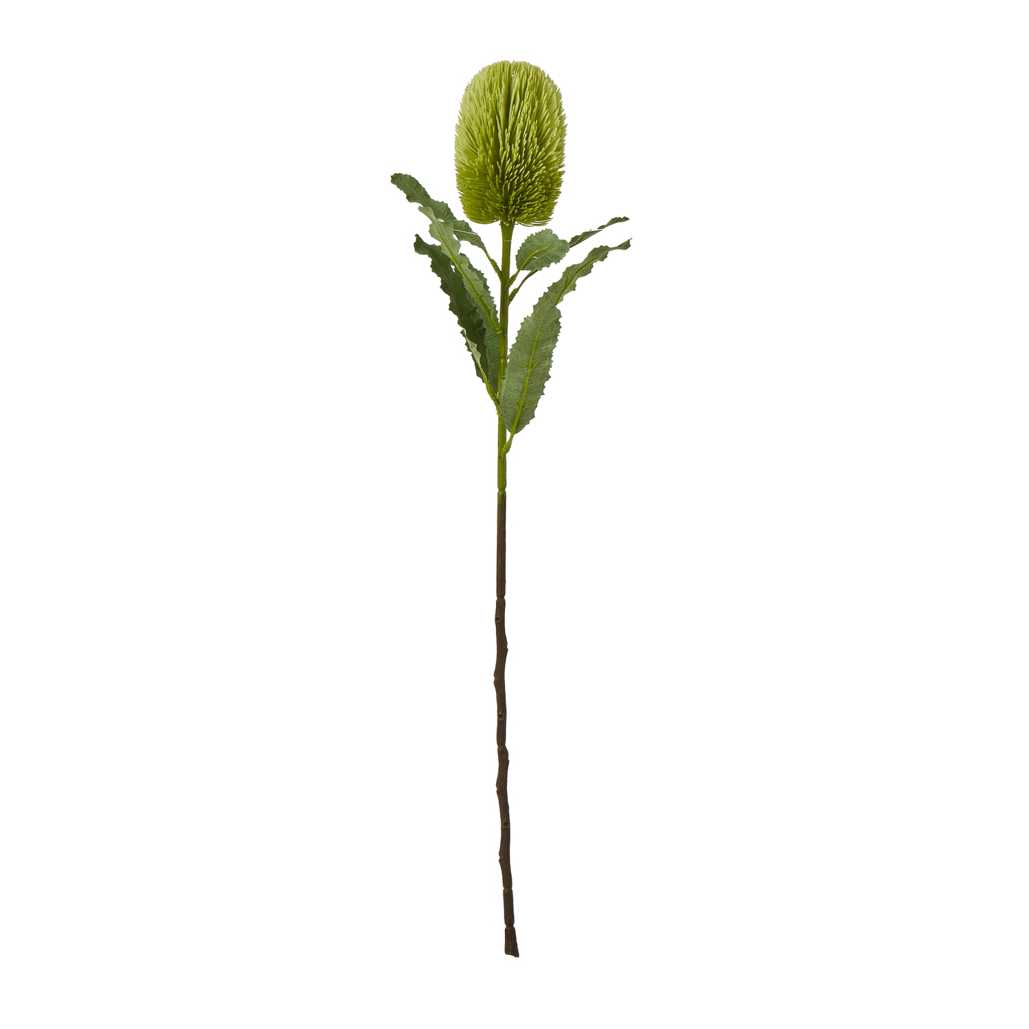 Green Banksia Serrata Stem - Large - Corinthia Corner