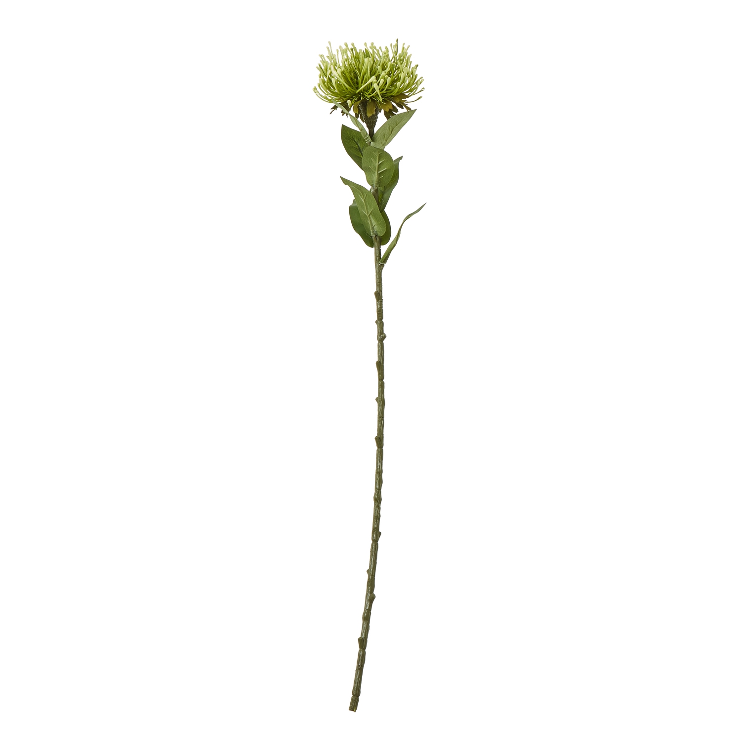 Blanor Green Protea Lorea Stem - Corinthia Corner