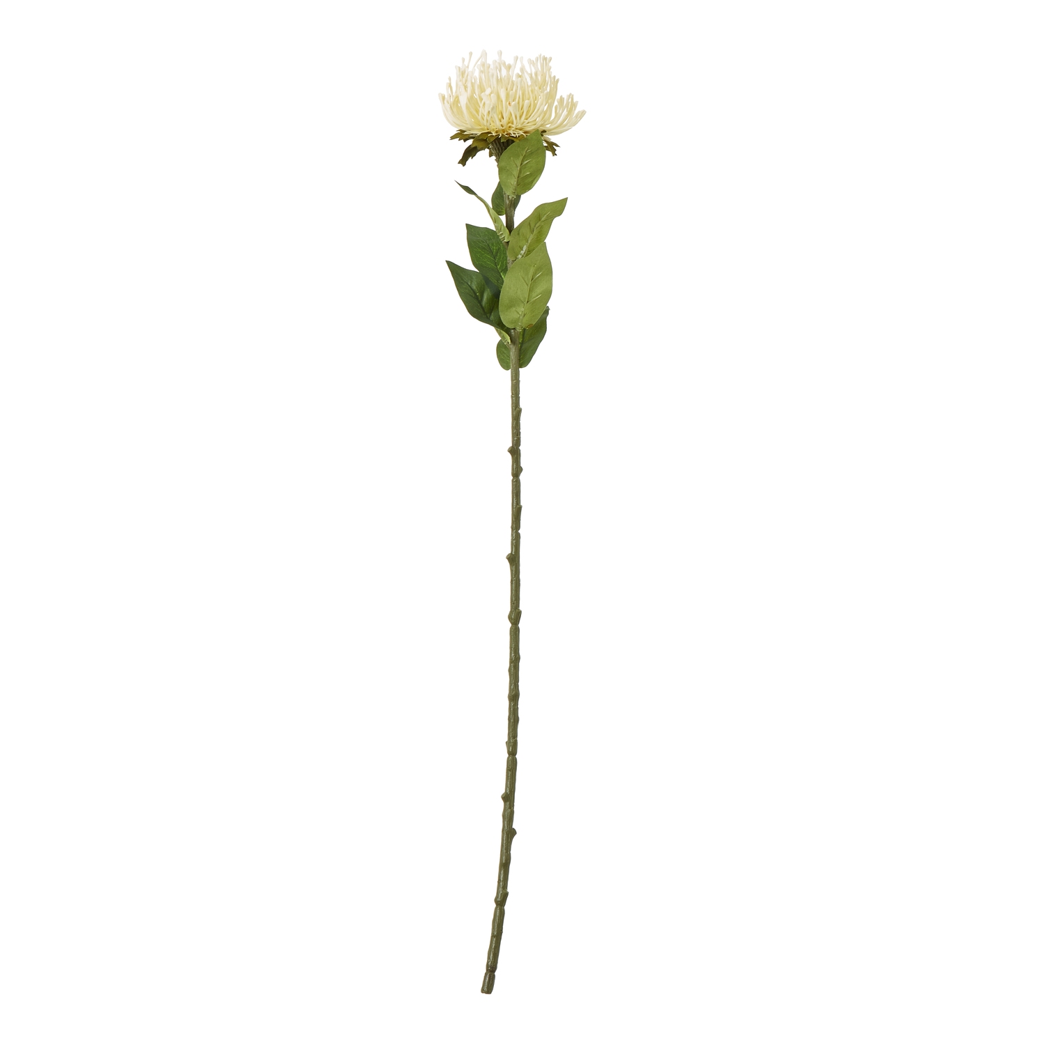 Cremo Protea Lorea Stem - Corinthia Corner