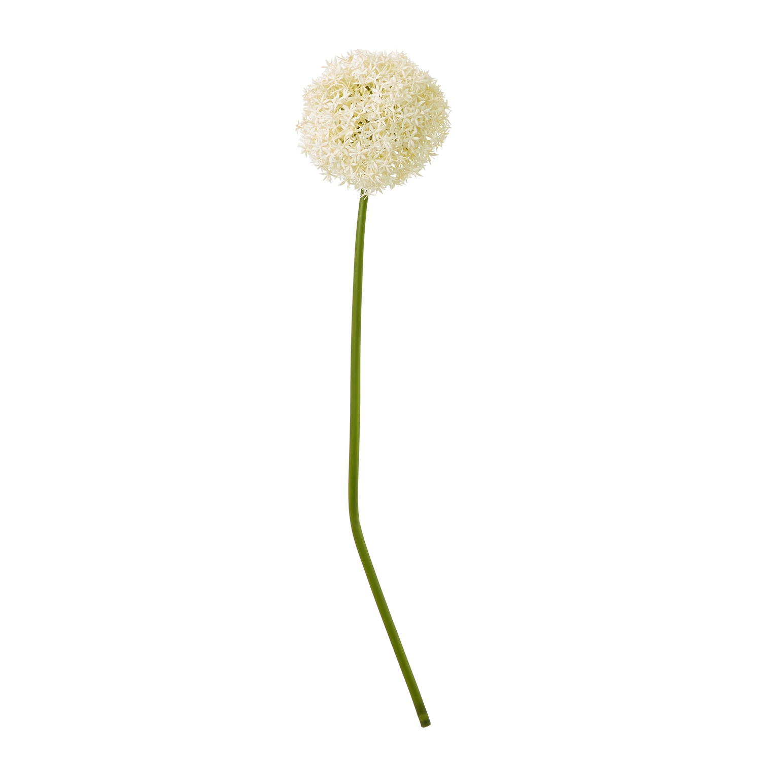 Cremo Giant Allium Stem - Corinthia Corner