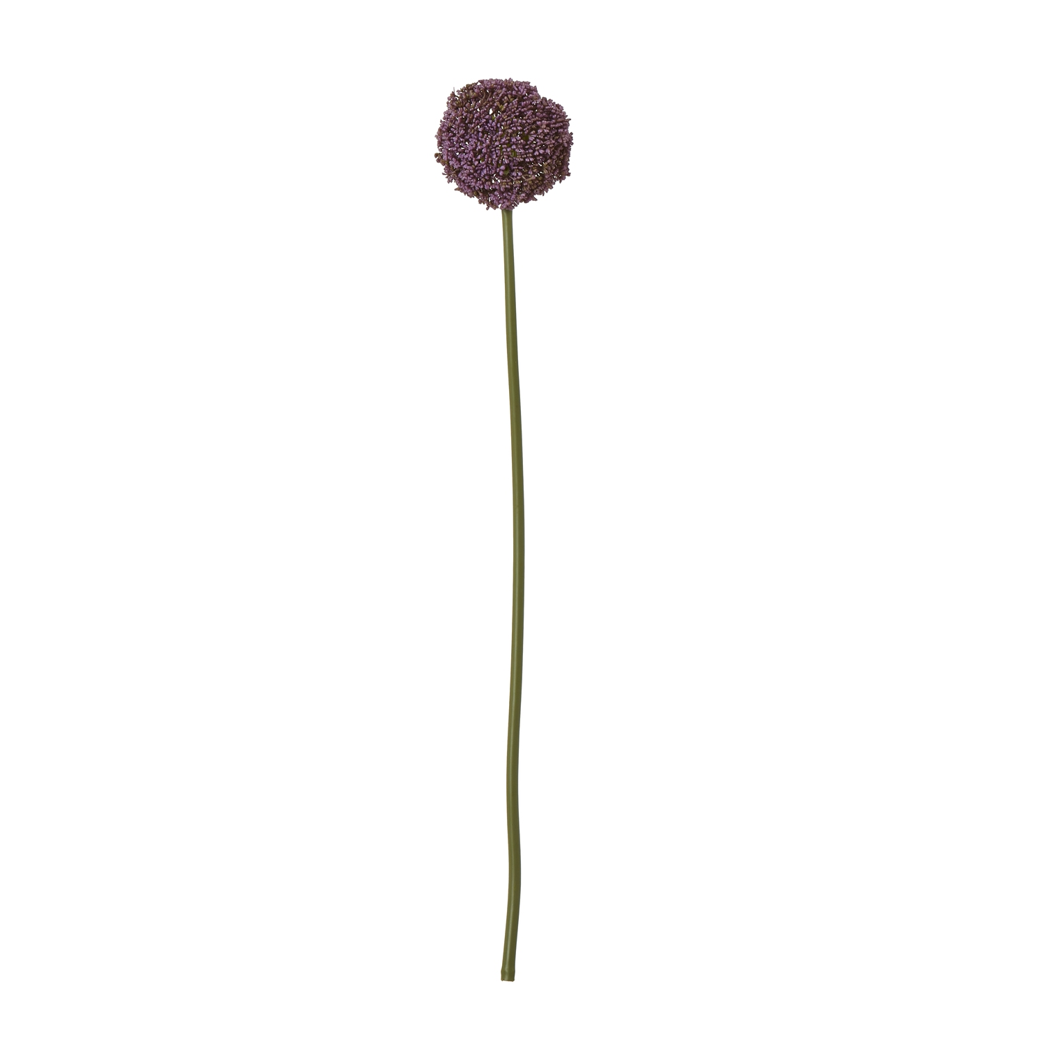 Purpo Allium Stem - Corinthia Corner