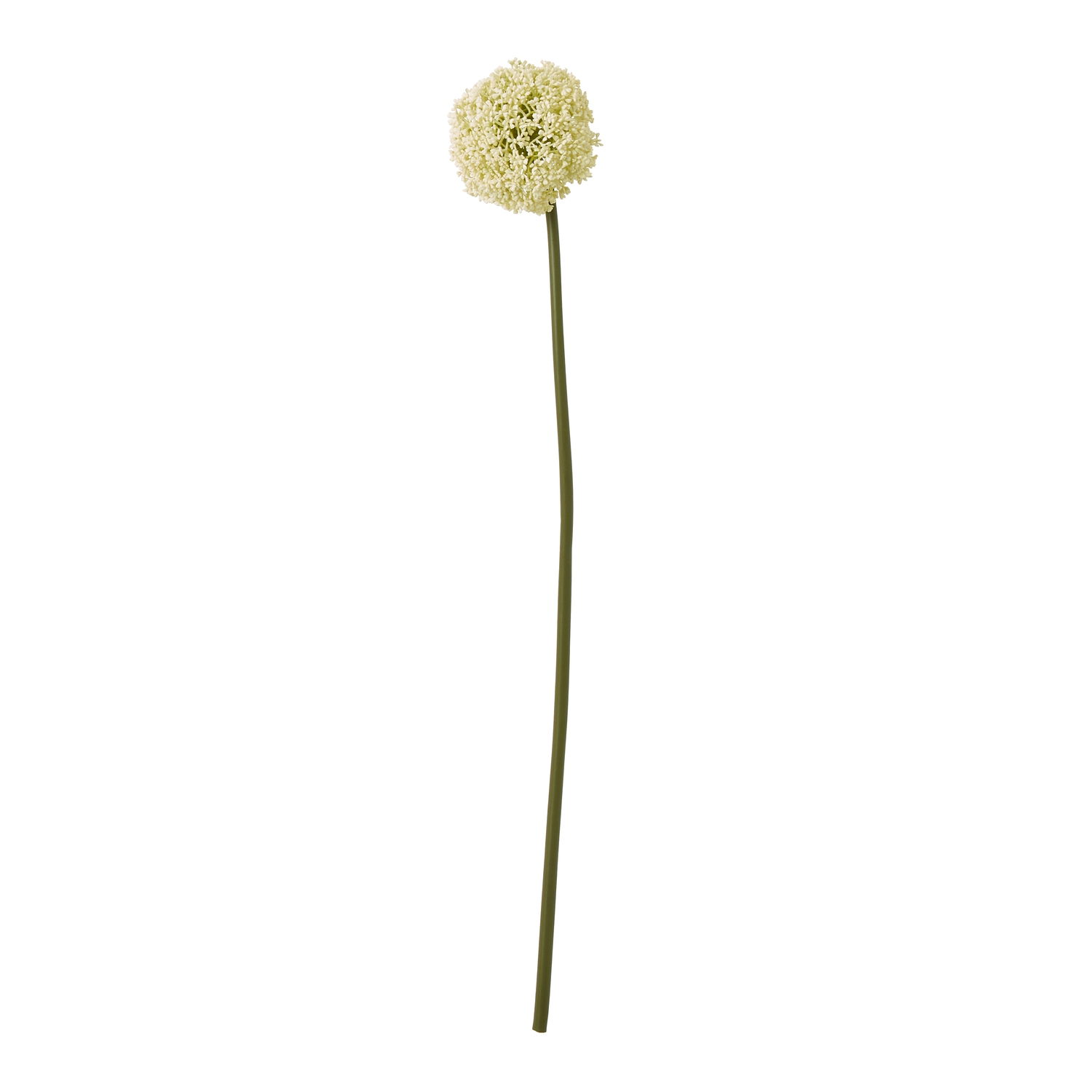 Cremo Allium Stem - Corinthia Corner