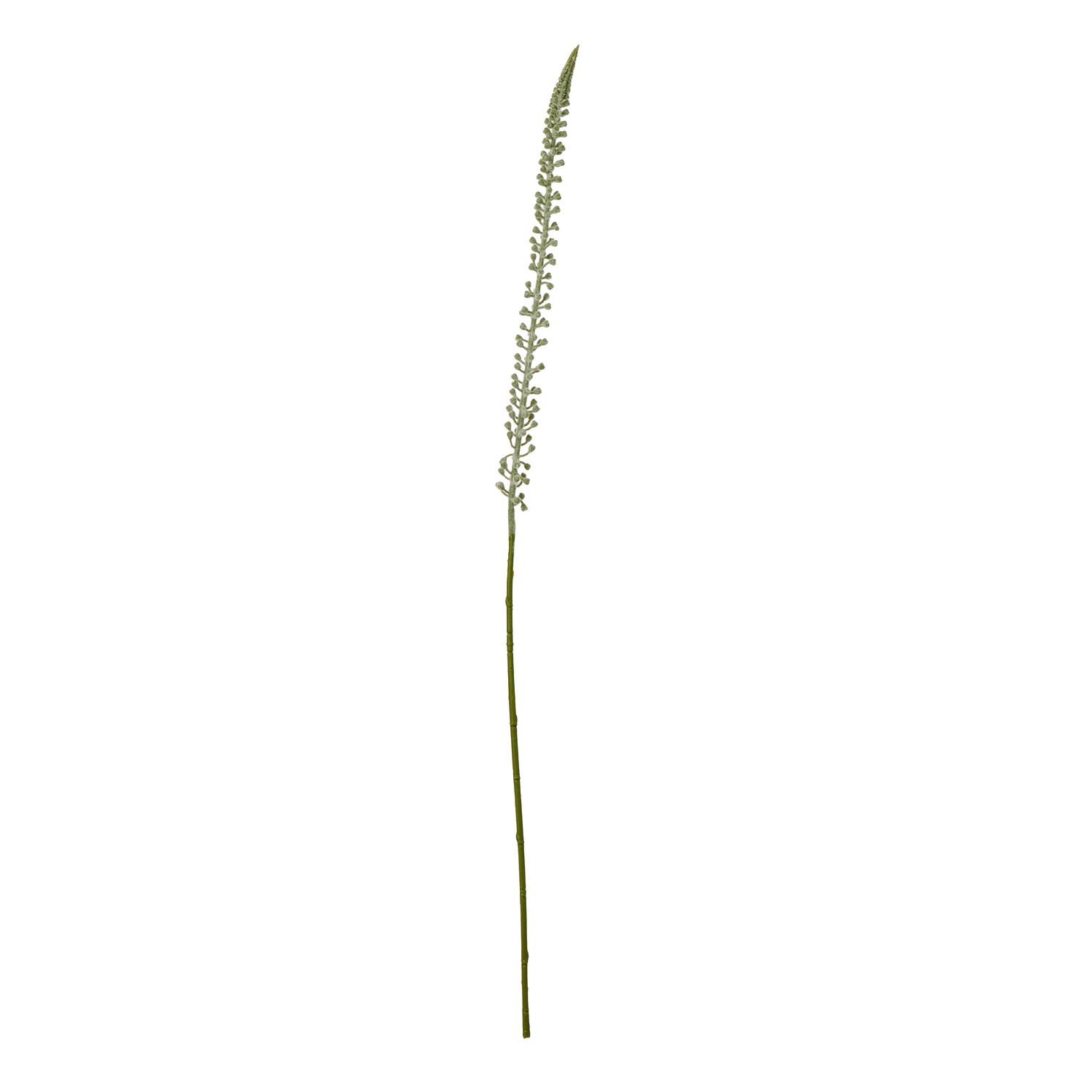 White Eremurus Stem - Corinthia Corner