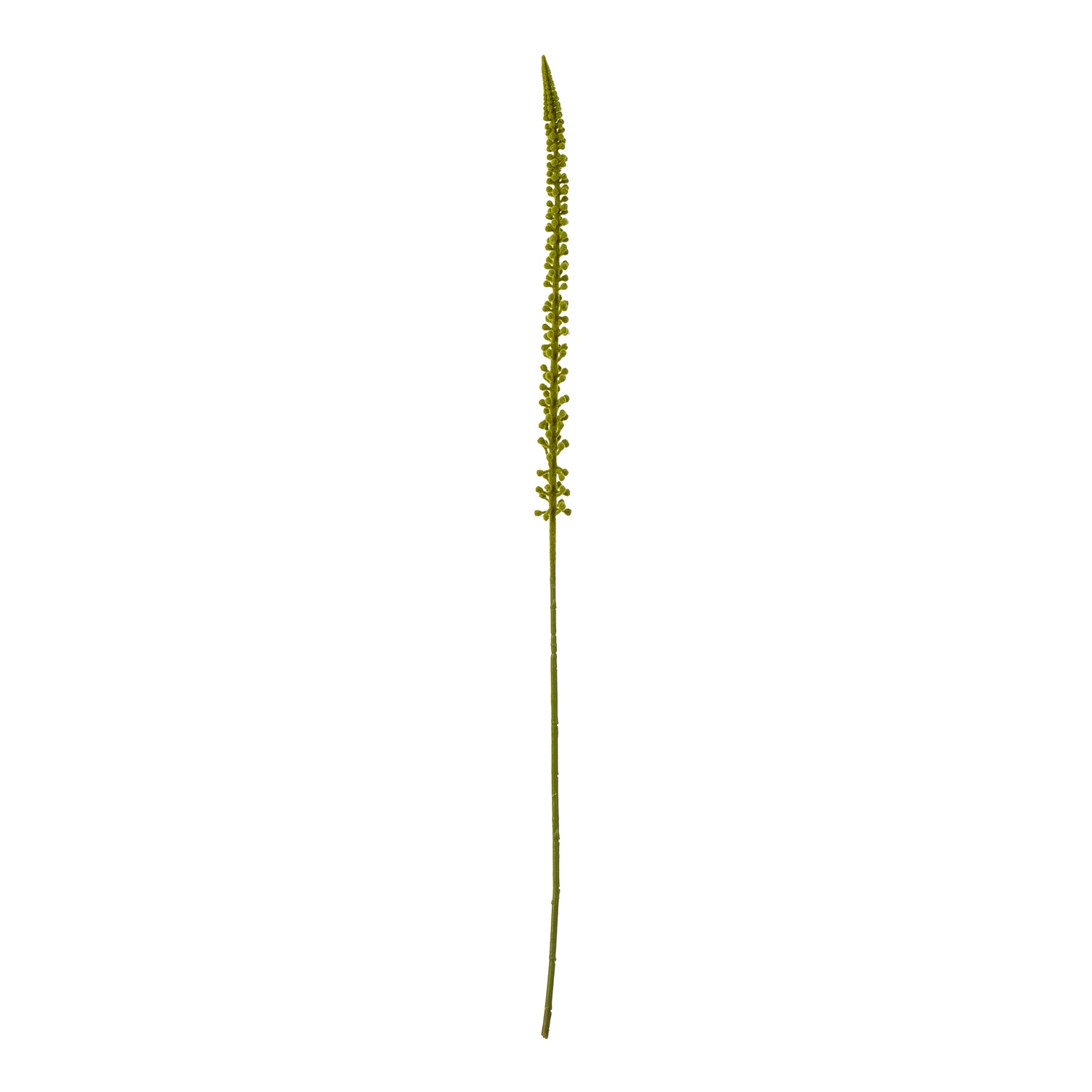 Blanor Green Eremurus Stem - Corinthia Corner