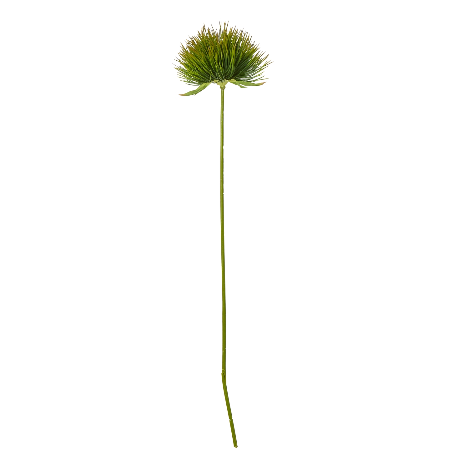 Blanor Green Moss Stem - Corinthia Corner