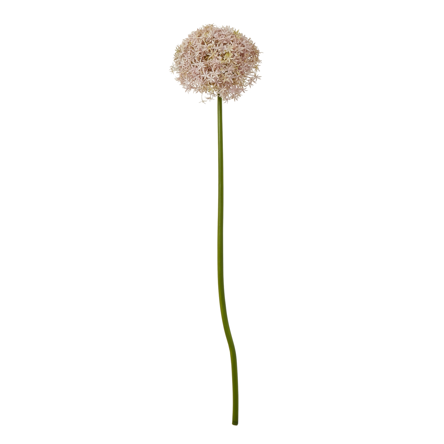 Lilac Giant Allium Stem - Corinthia Corner