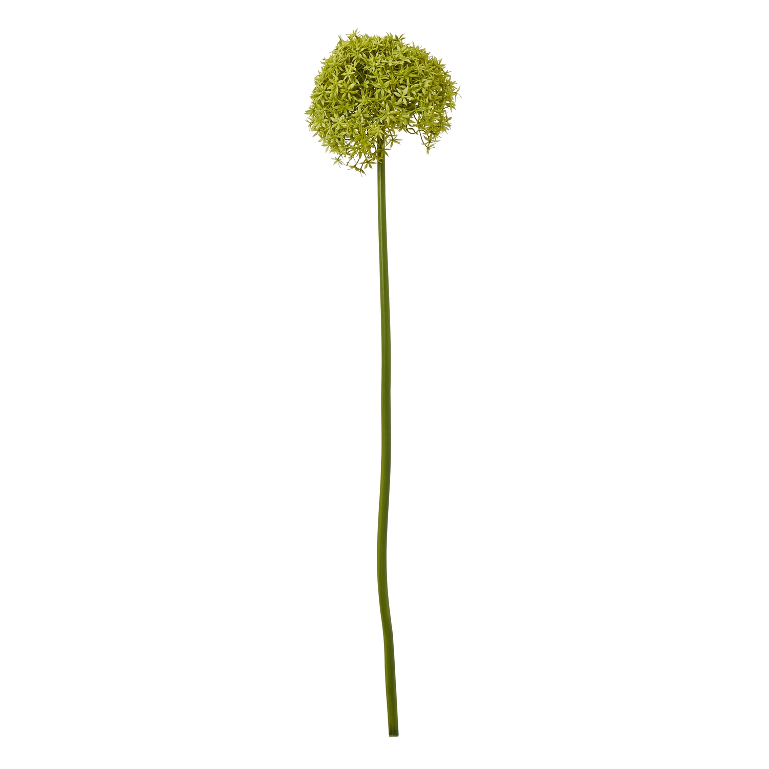 Blanor Green Giant Allium Stem - Corinthia Corner