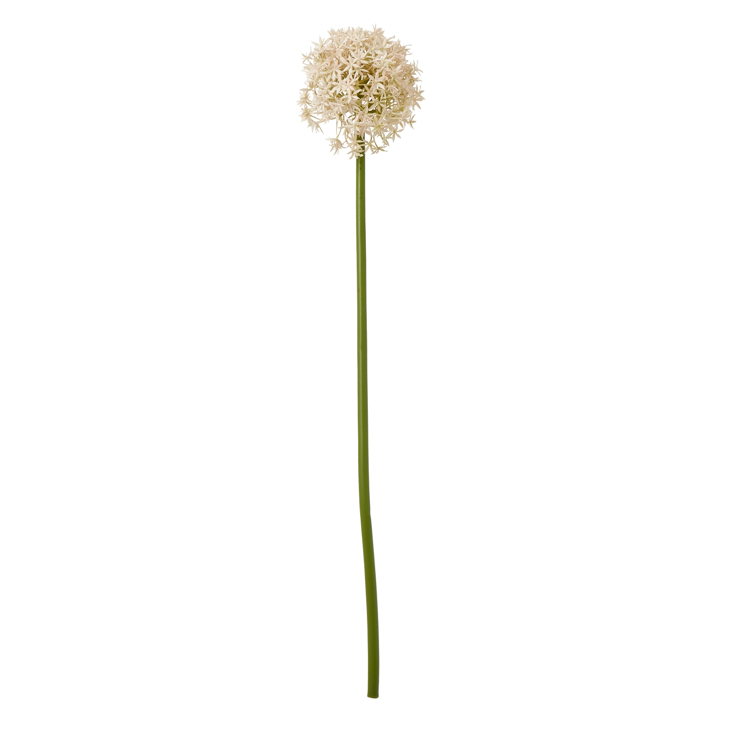 Blanor Pink Allium Stem - Medium - Corinthia Corner