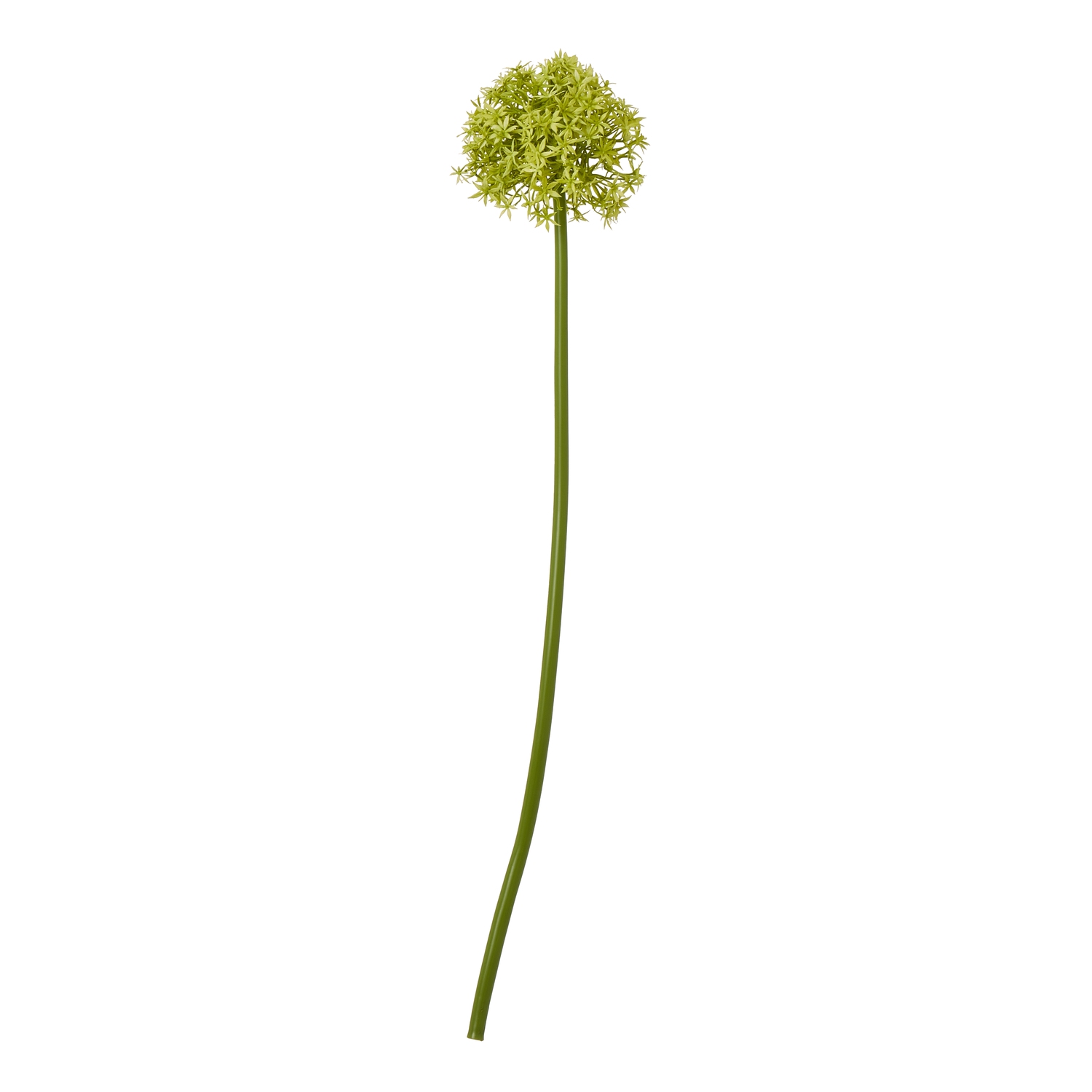 Blanor Green Allium Stem - Medium - Corinthia Corner