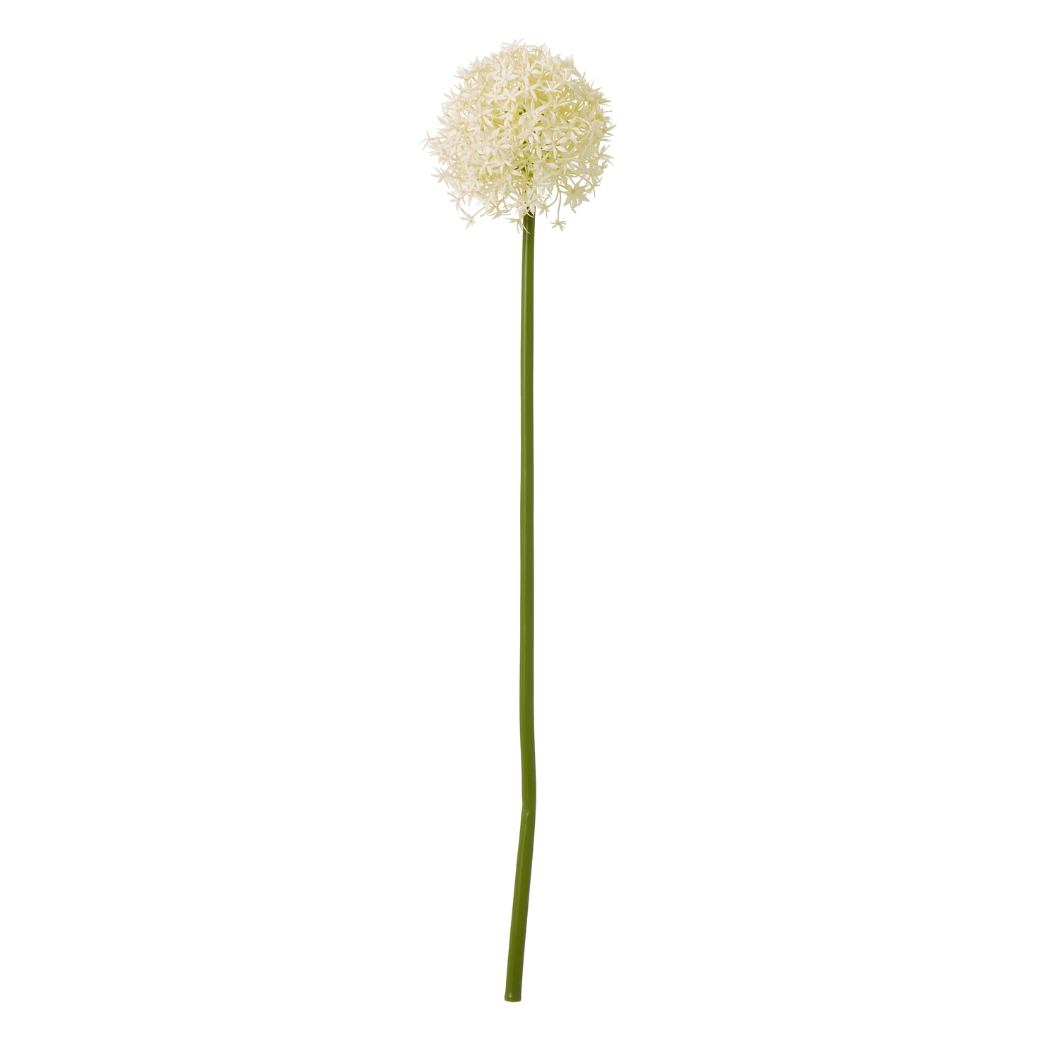 Cremo Allium Stem - Medium - Corinthia Corner
