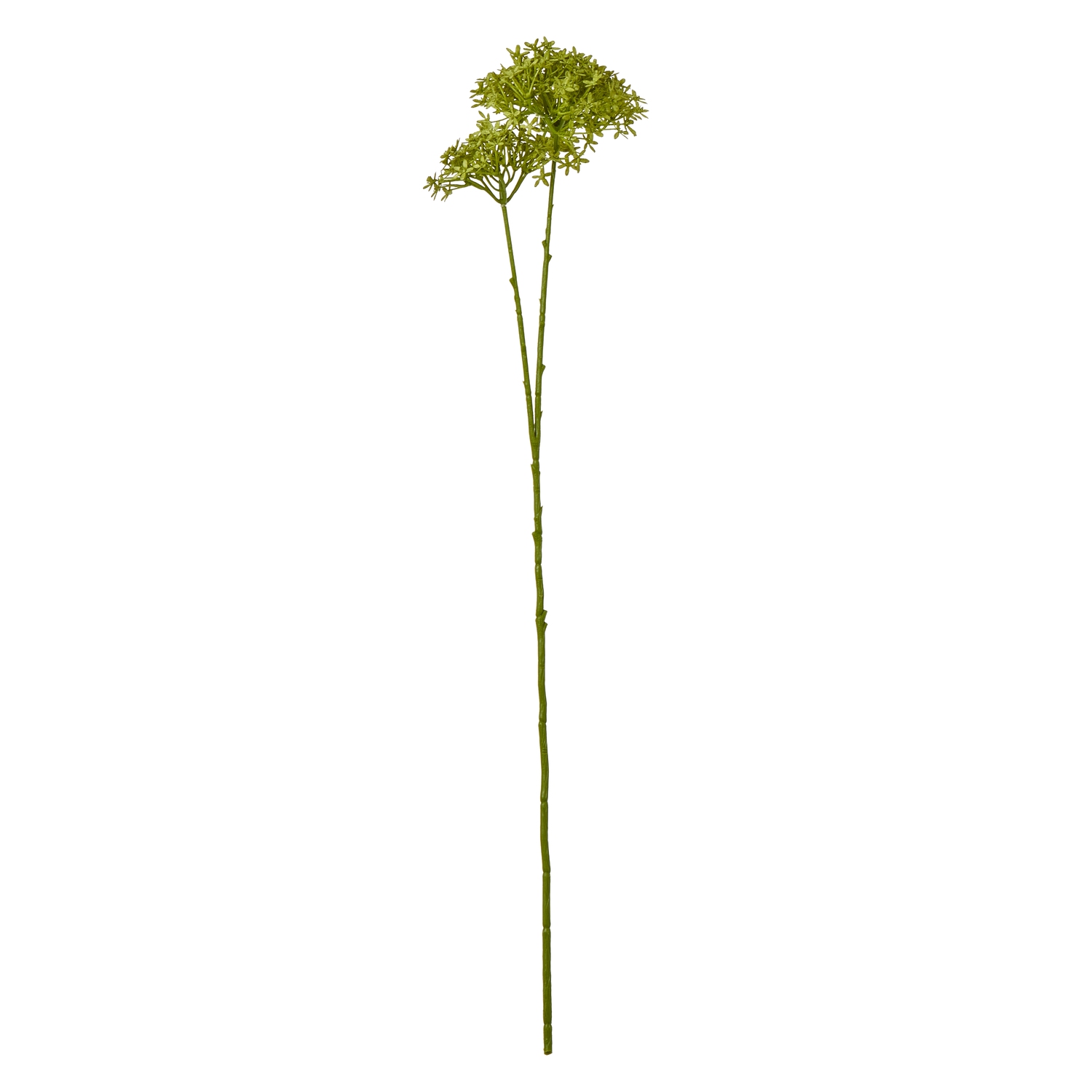 Blanor Green Crown Hydrangea Stem - Corinthia Corner