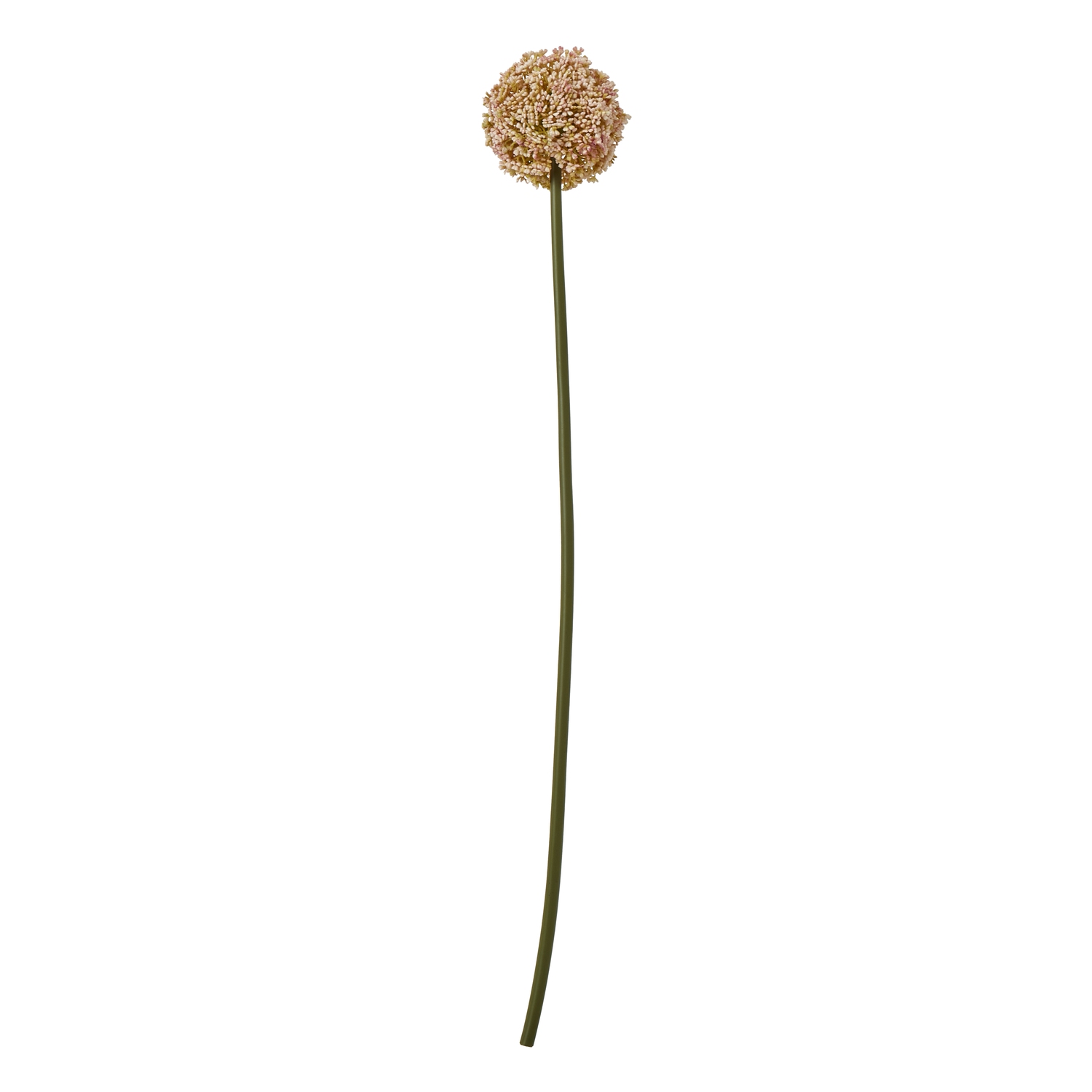 Blanor Pink Allium Stem - Corinthia Corner