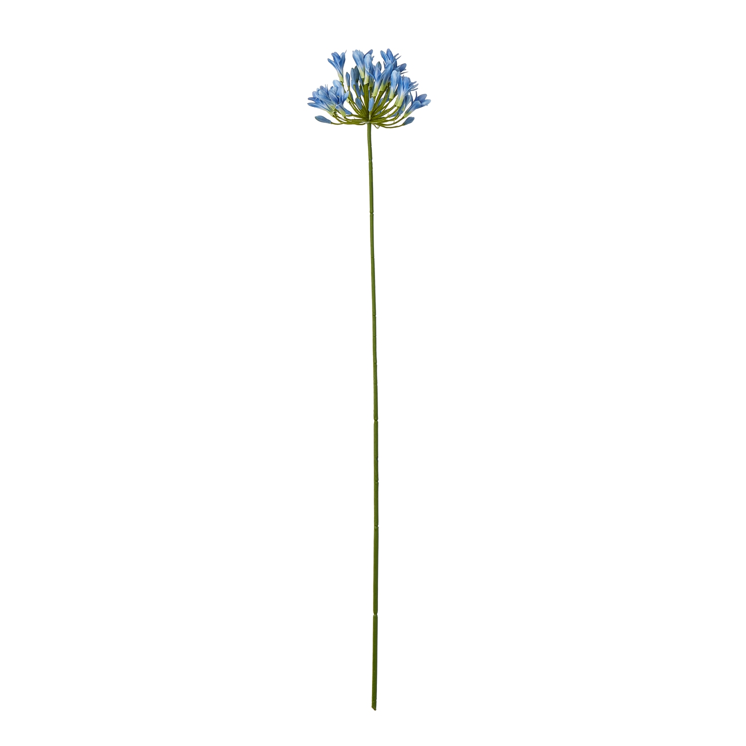 Blanor Blue Agapanthus Stem - Corinthia Corner