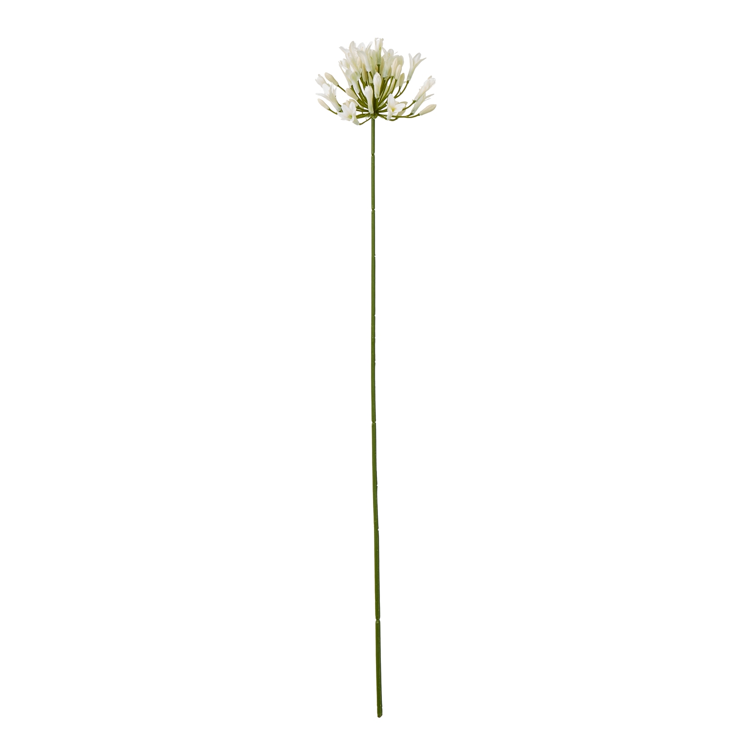 Cremo Agapanthus Spray - Corinthia Corner