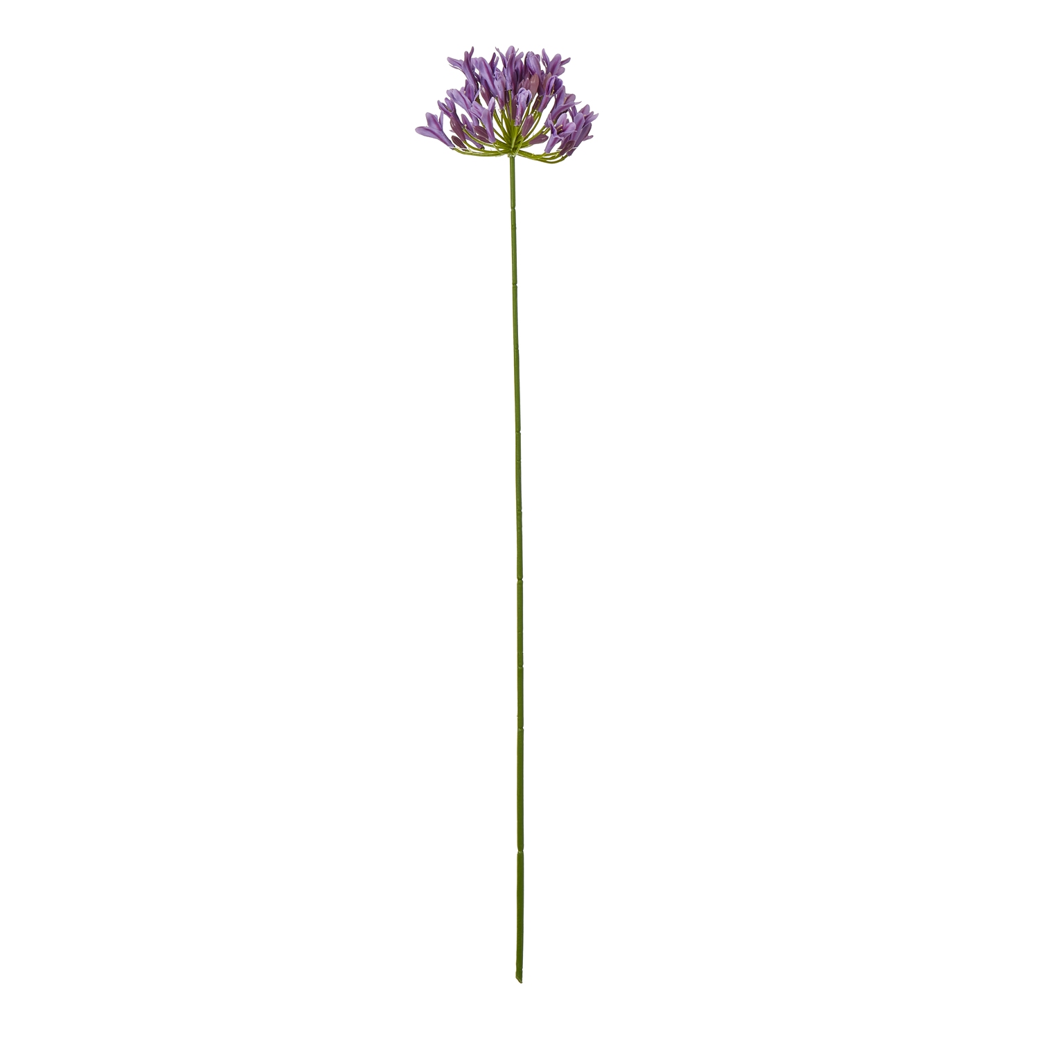 Lilac Agapanthus Spray - Corinthia Corner