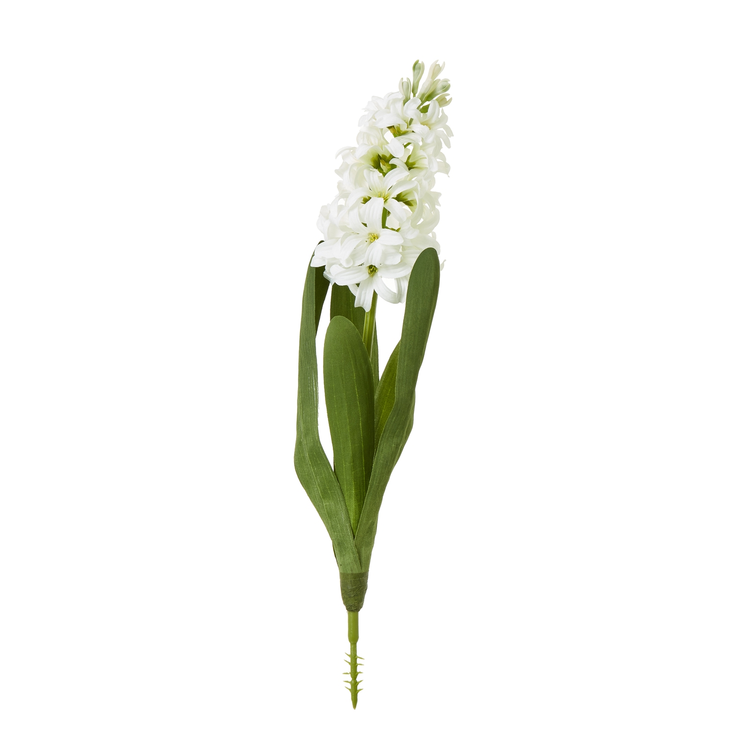 White Hyacinth Stem - Corinthia Corner